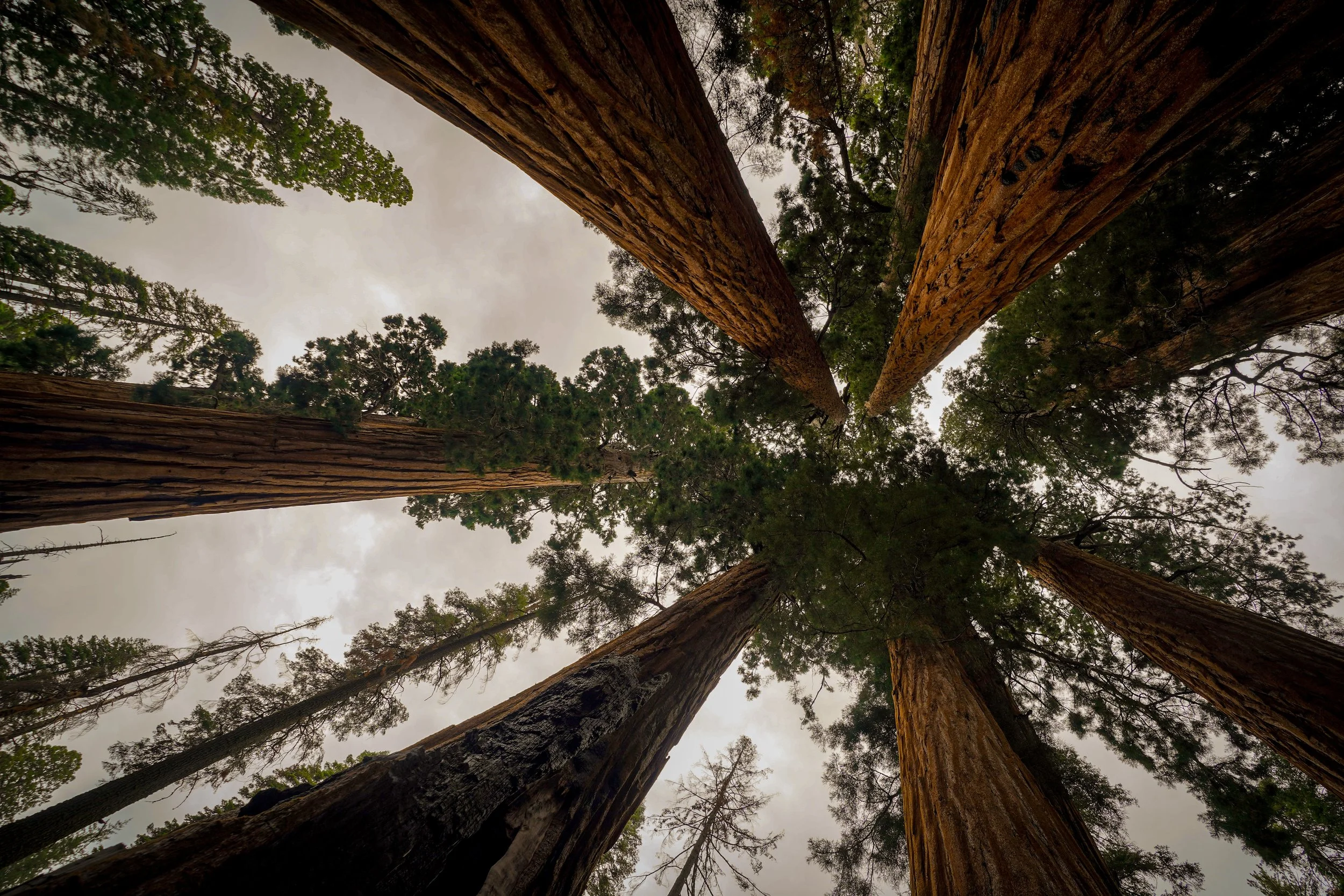 Sequoia National Park