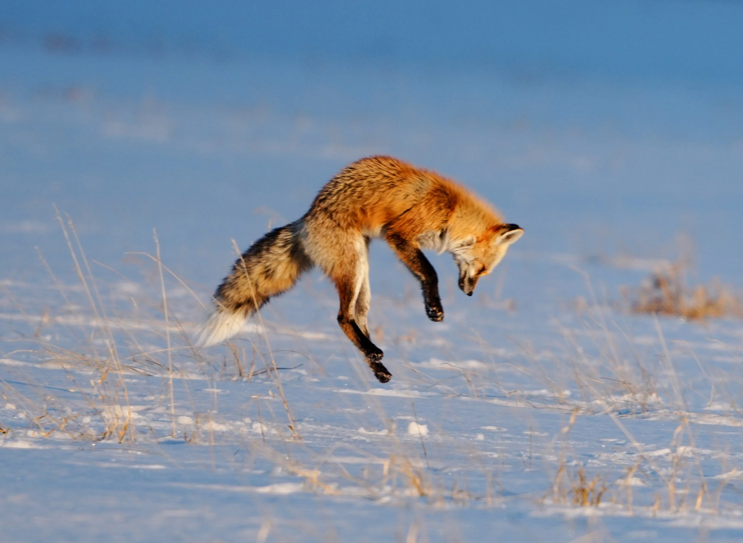 A fox with reddish fur and white underbelly walking through snow-covered grass under a blue sky.