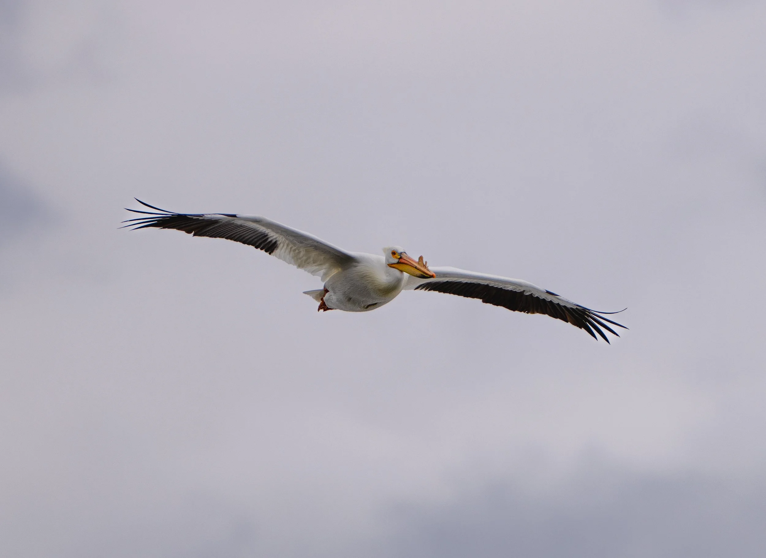 American White Pelican - Grand Teton National Park - Spring