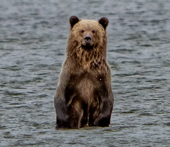 Grizzly Bear 610 cub - Grand Teton National Park - Spring