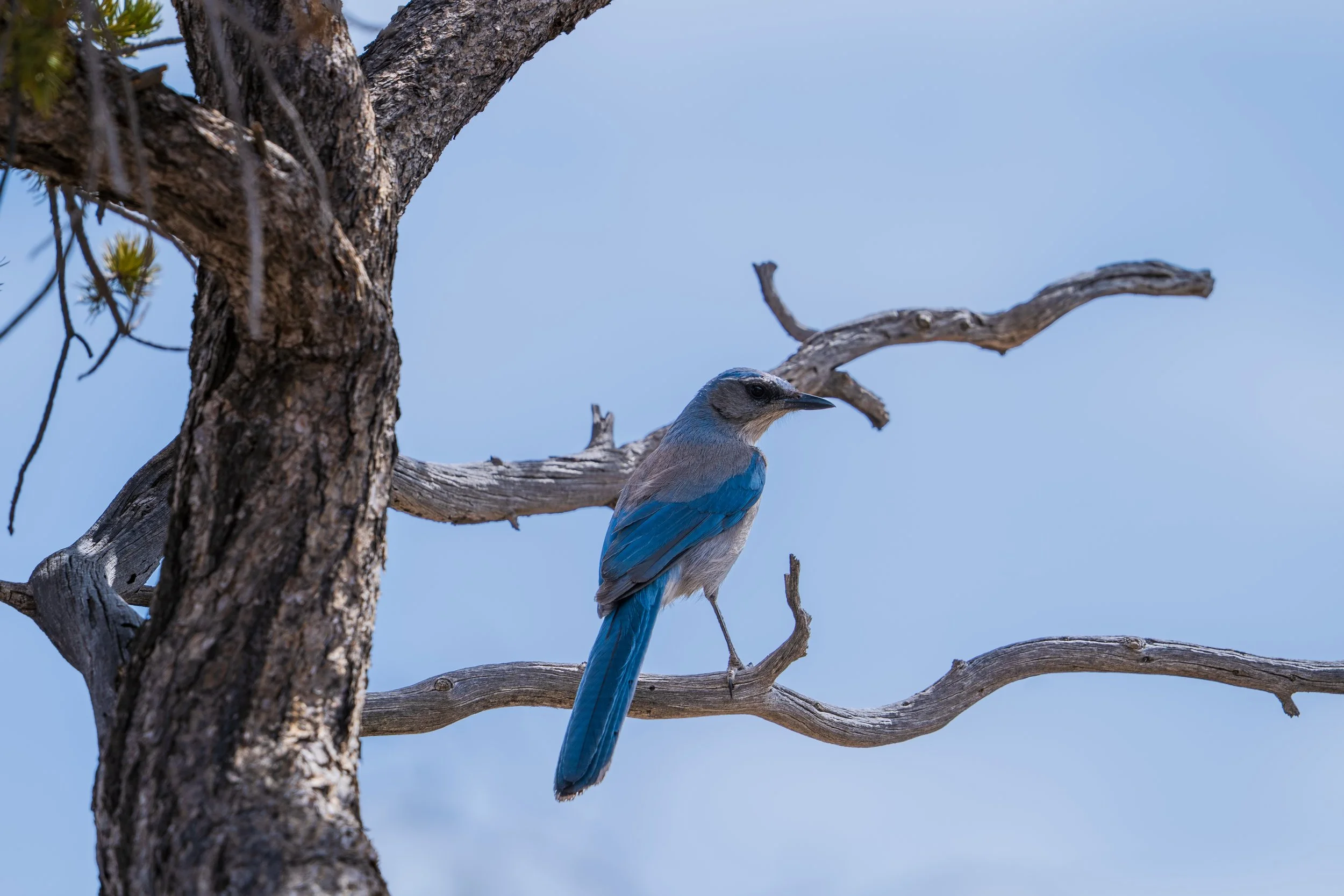 Woodhouse's Scrub-Jay, Grand Canyon National Park