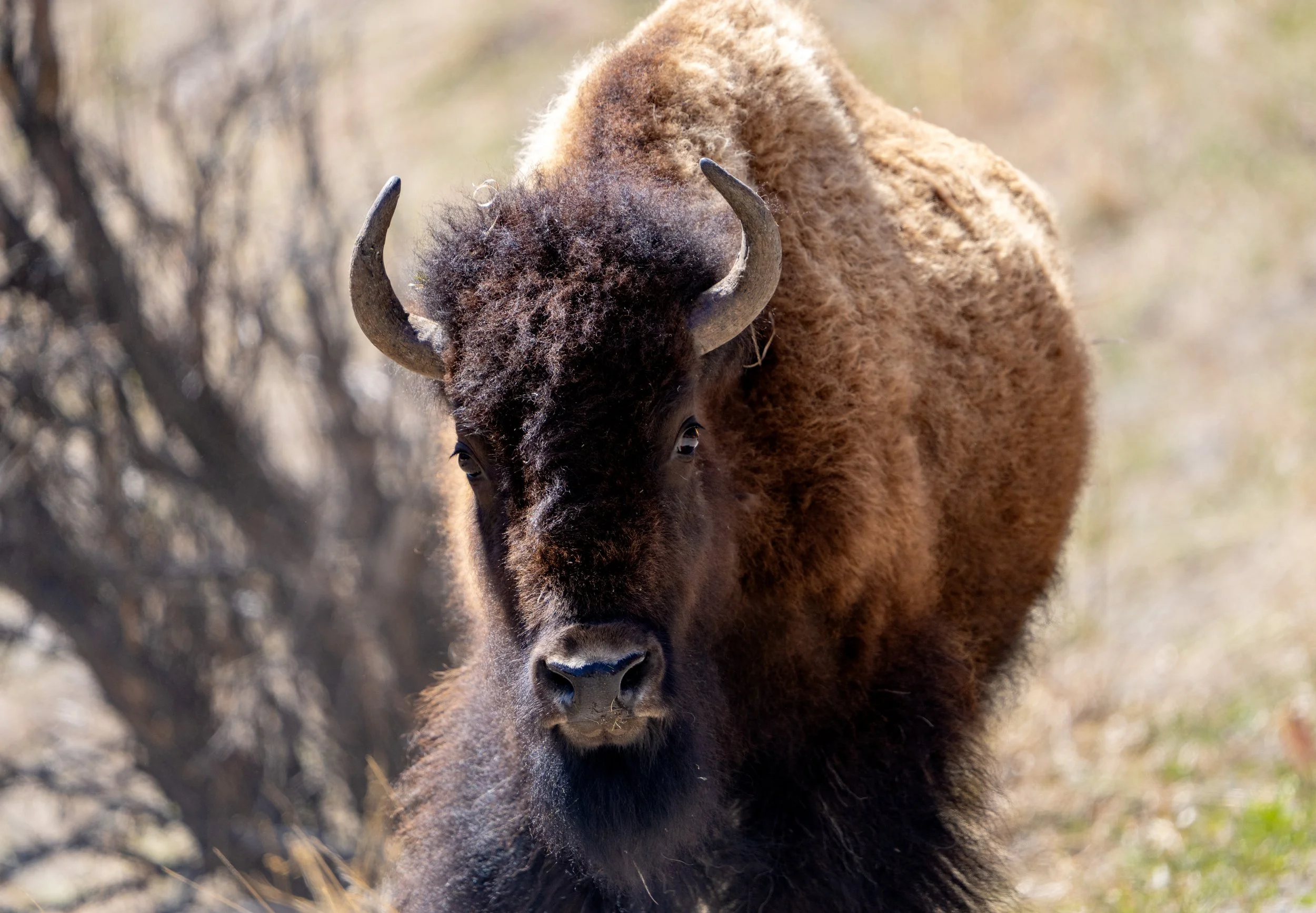 American Bison, Yellowstone National Park - Fall