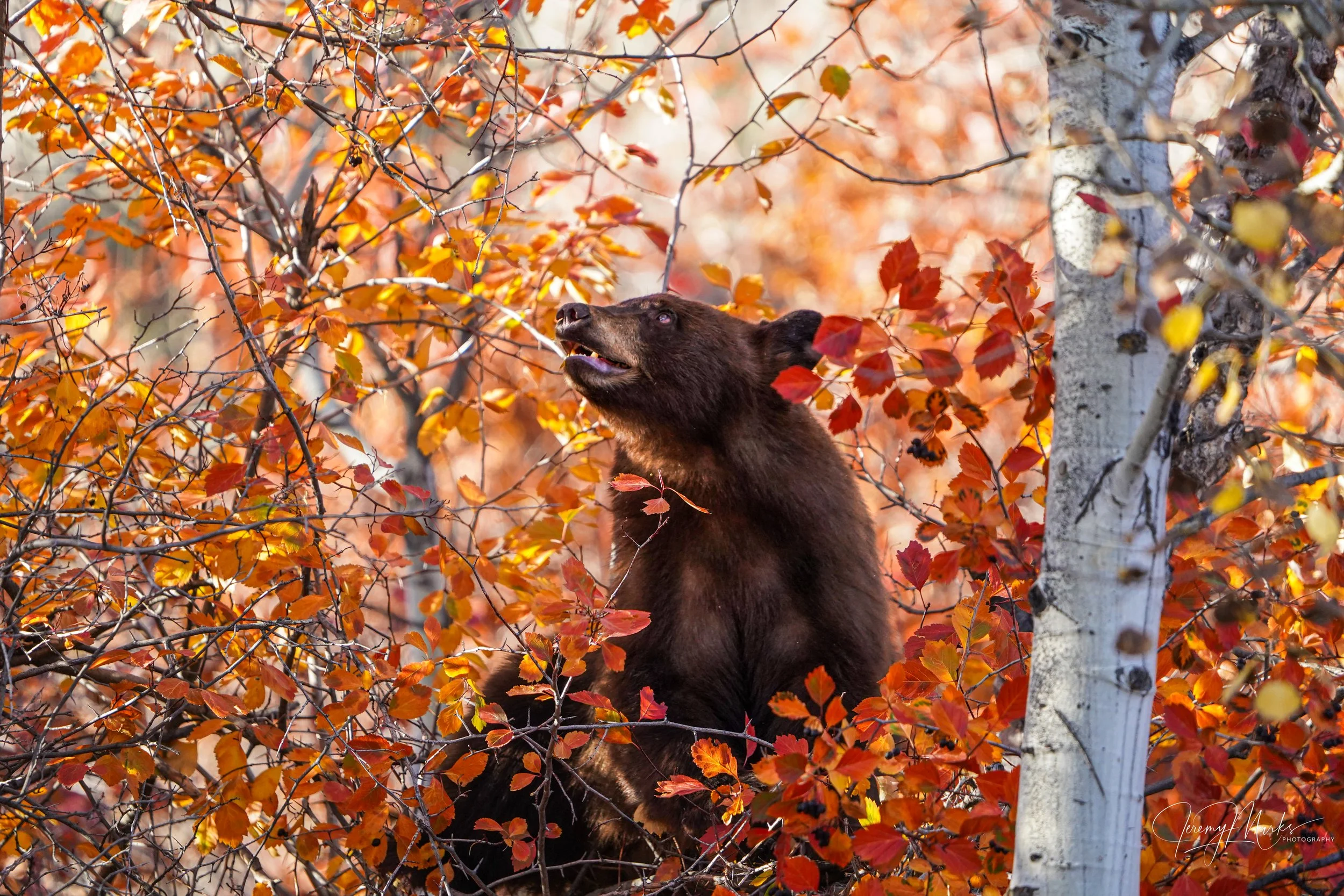 Black bear cub, Grand Teton National Park, Fall Foliage