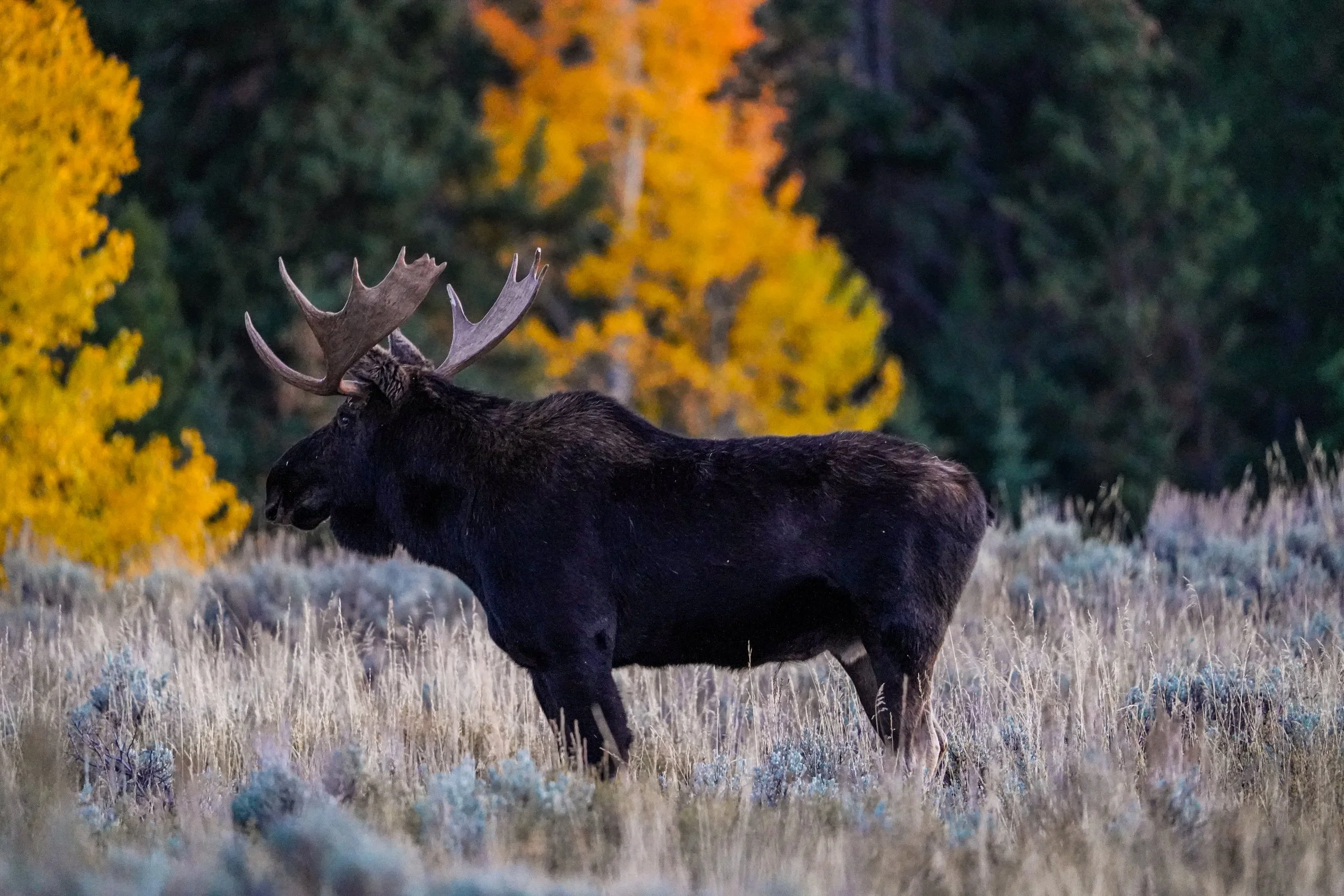 bull moose, grand teton national park - fall