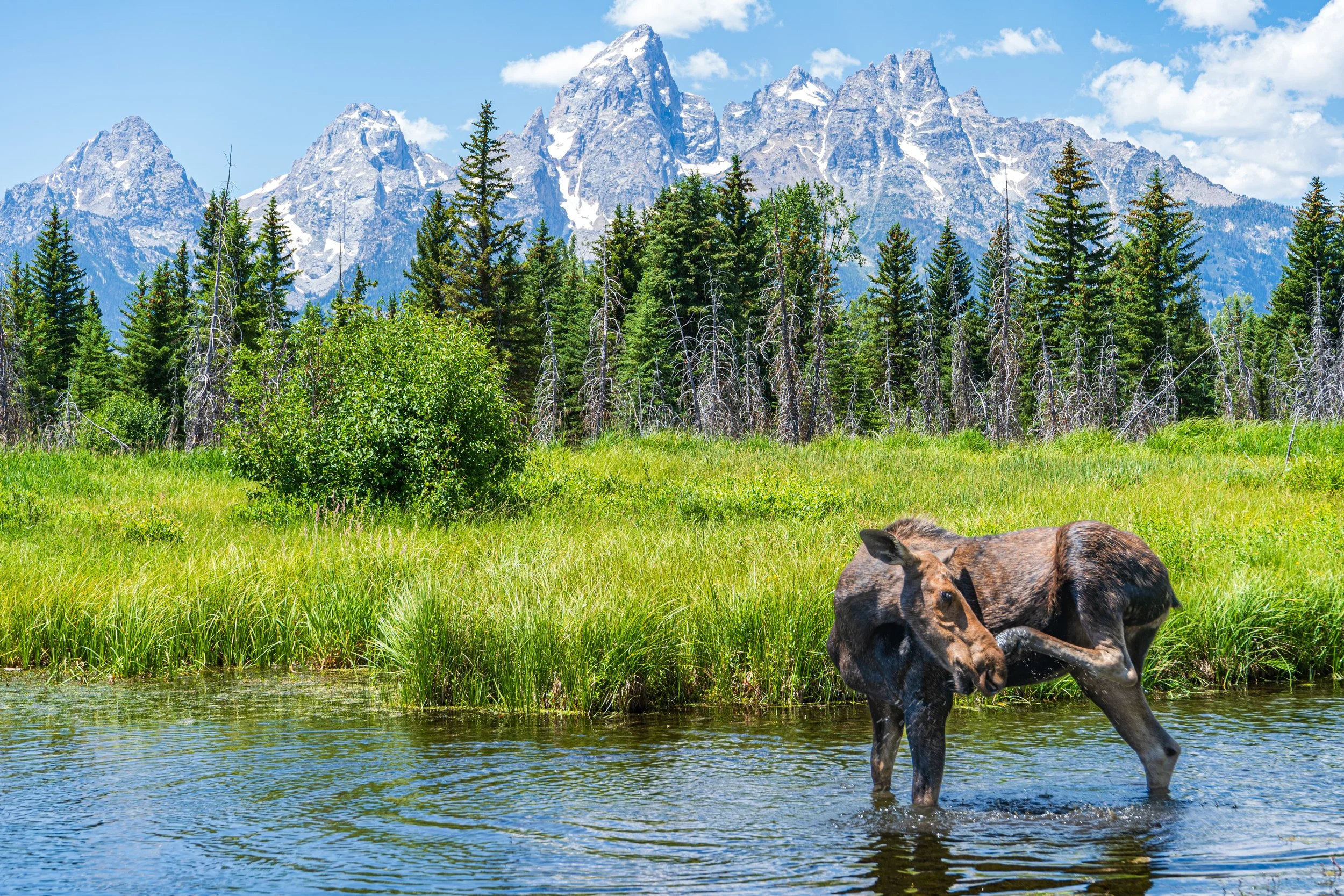 Cow Moose, Grand Teton National park - Summer