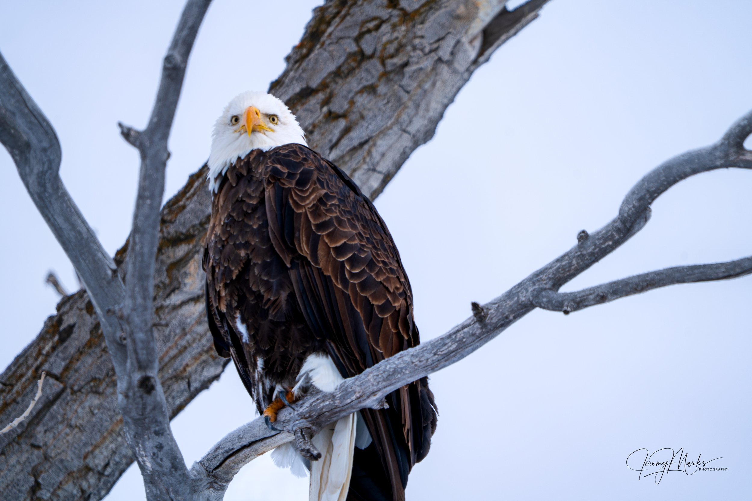 Bald Eagle, Grand Teton National Park, Winter