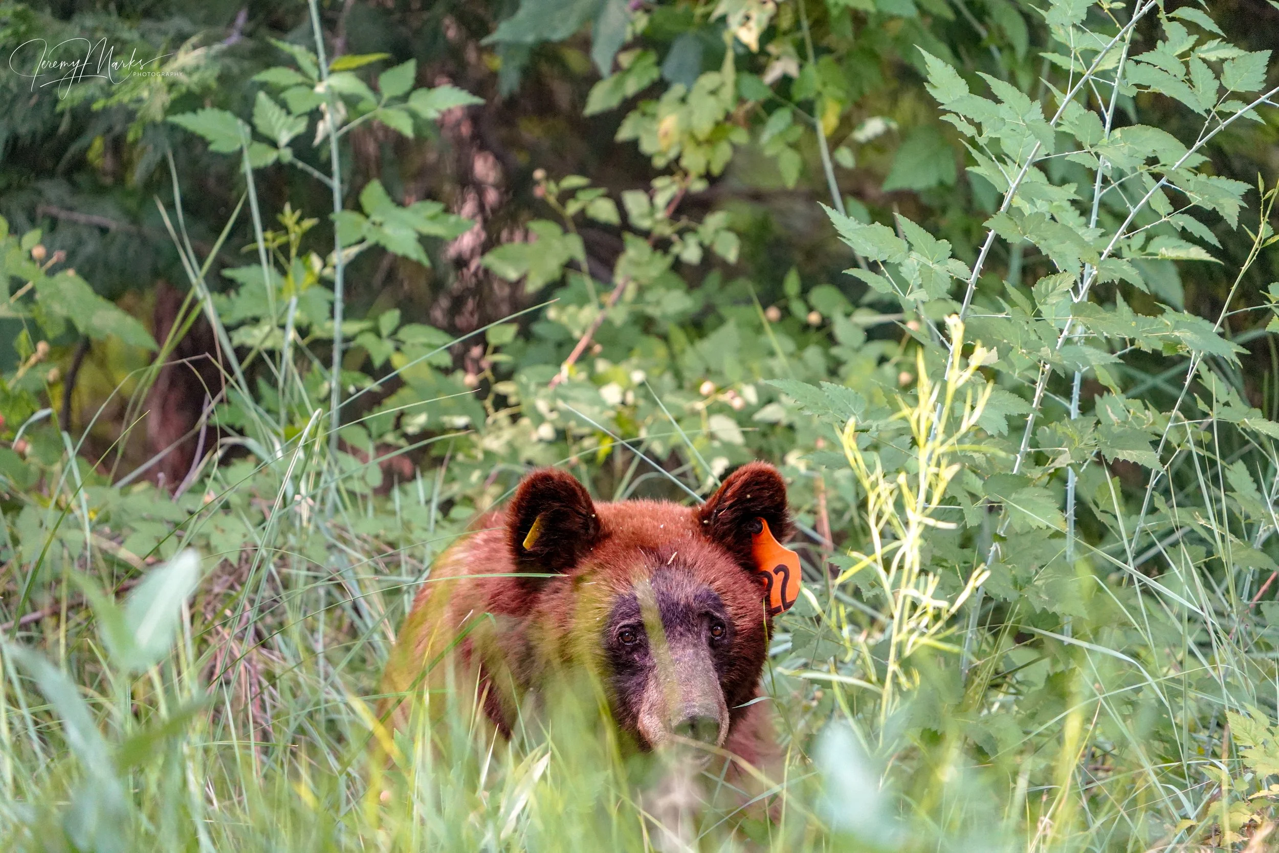 Bear #22, Black Bear - Yosemite National Park - Summer