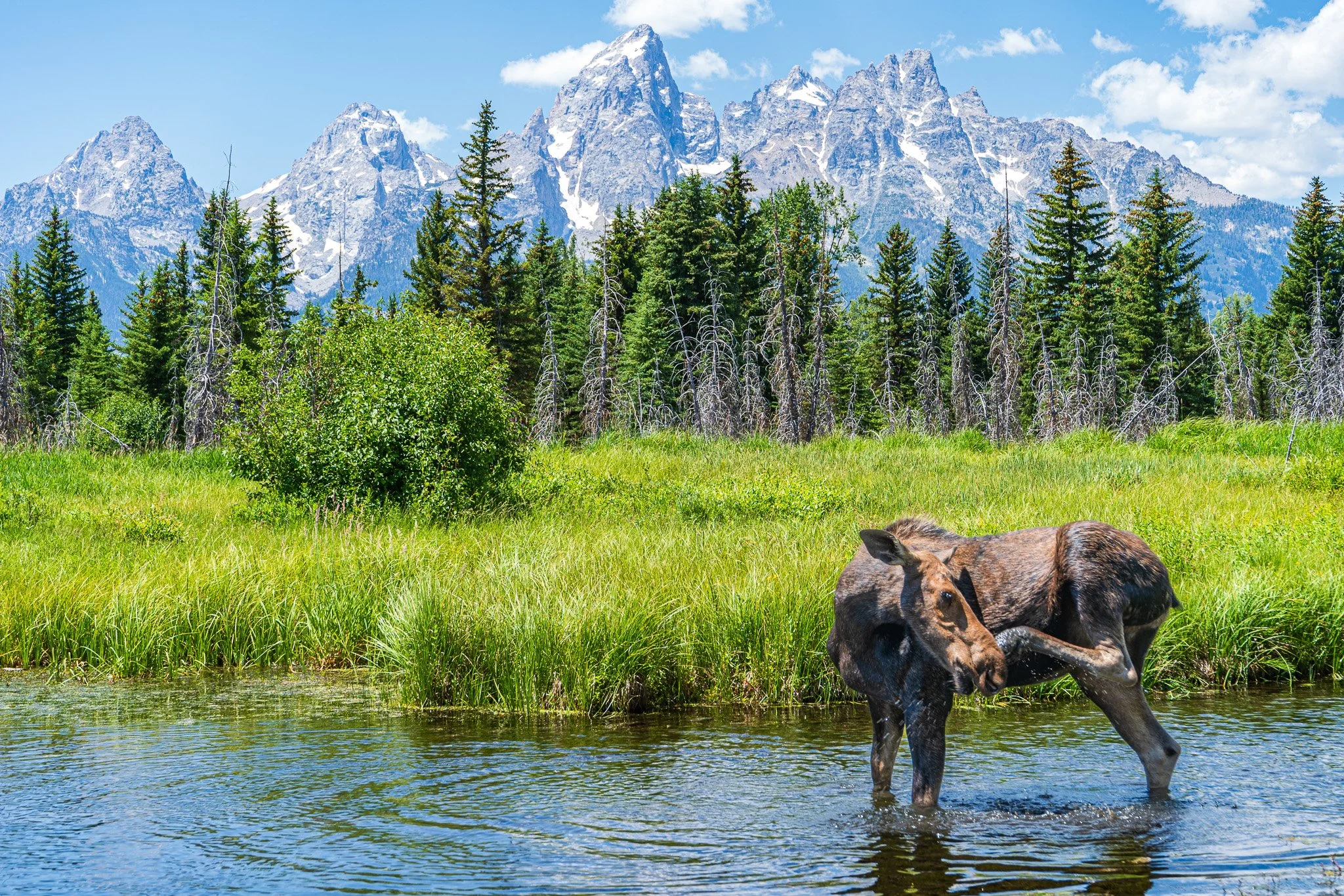 Moose