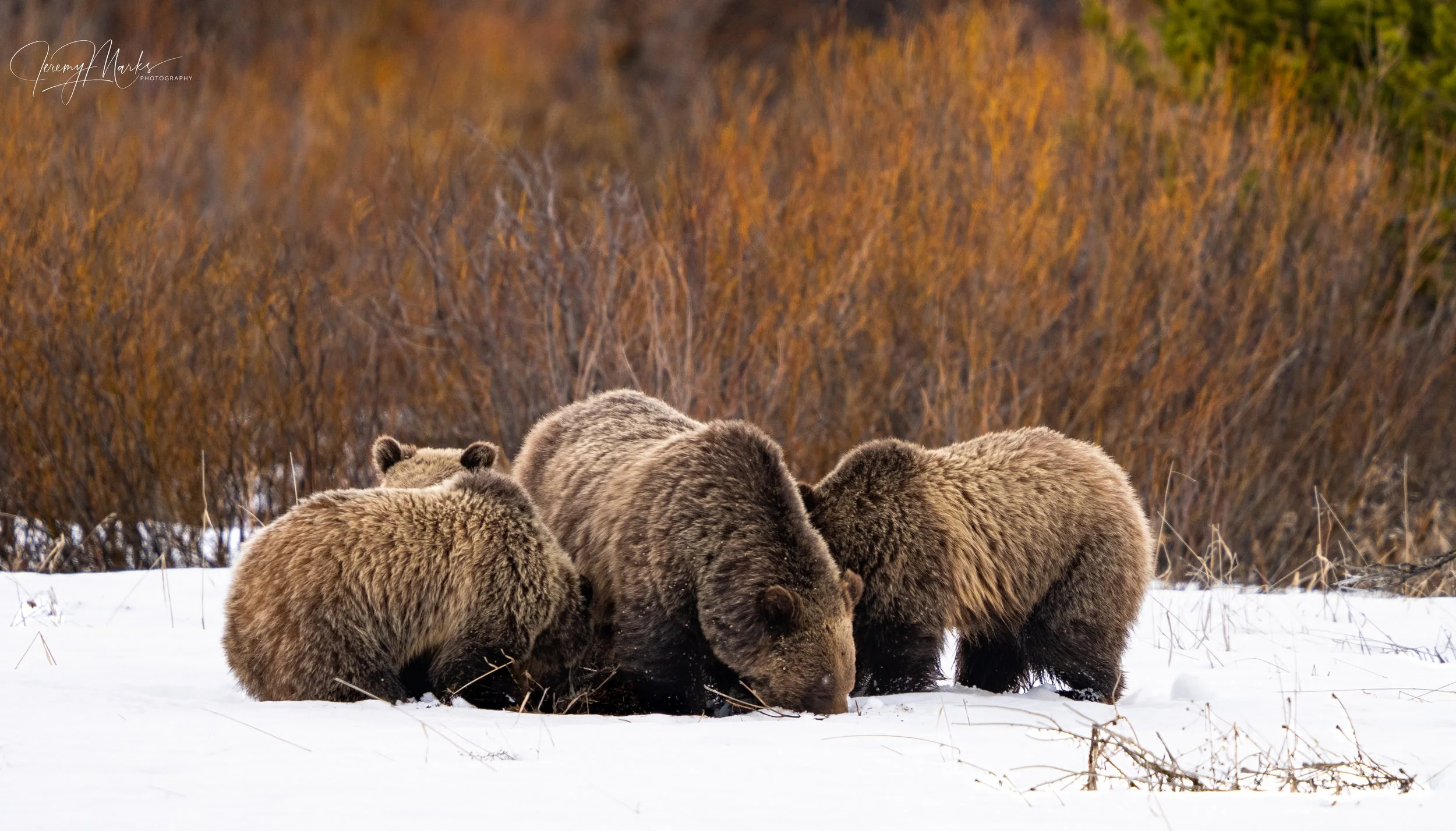 Grizzly Bear 610 and Cubs - Grand Teton National Park - Spring