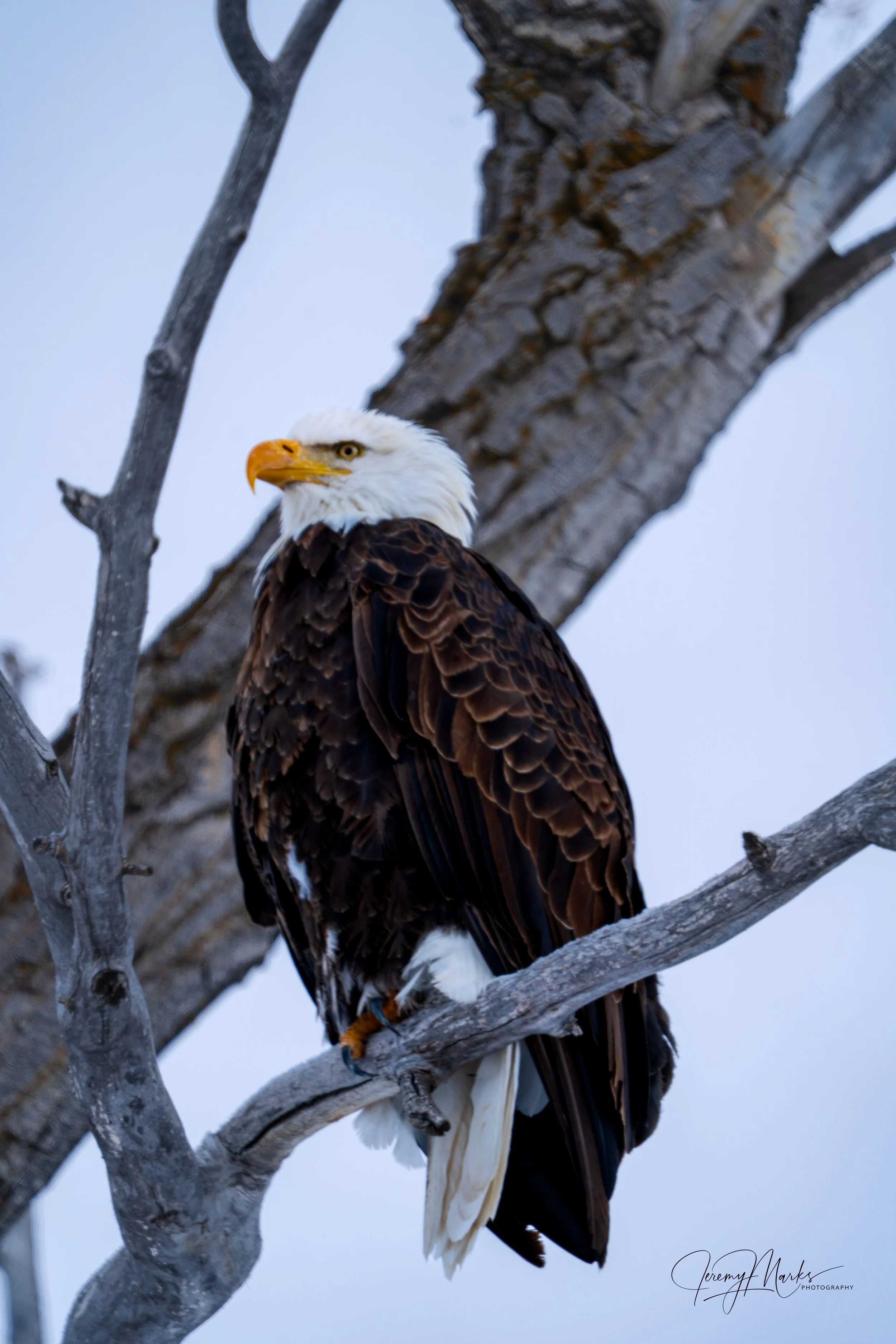 Bald Eagle Wallpaper, Grand Teton National Park, Winter