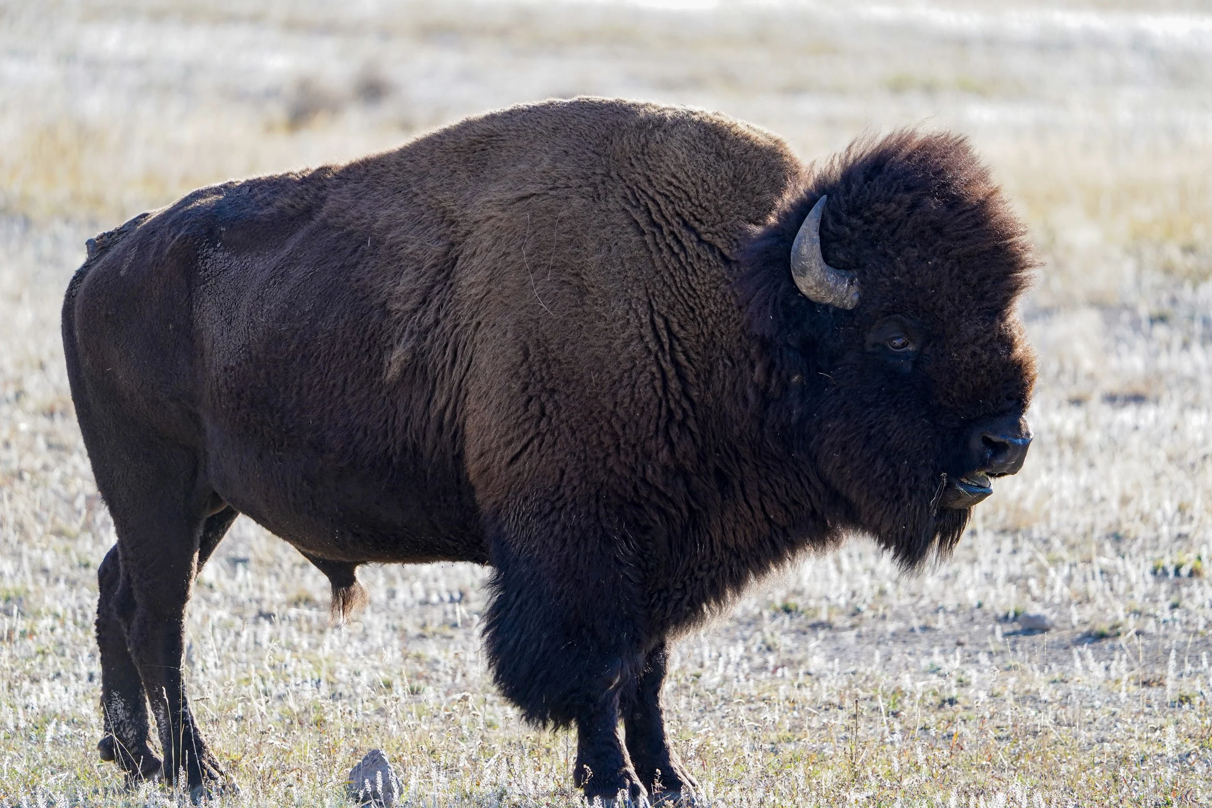 American Bison, Yellowstone National Park - Fall