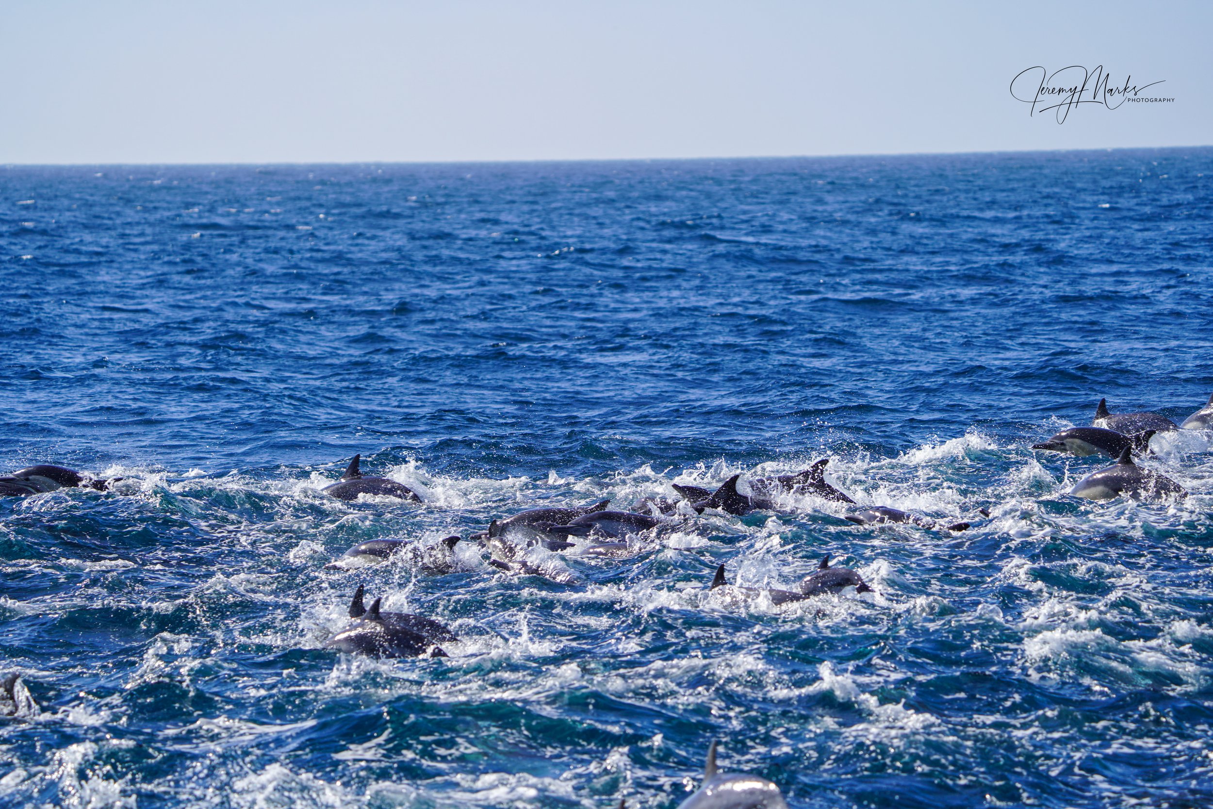 Pod of dolphins - Channel Islands National Park