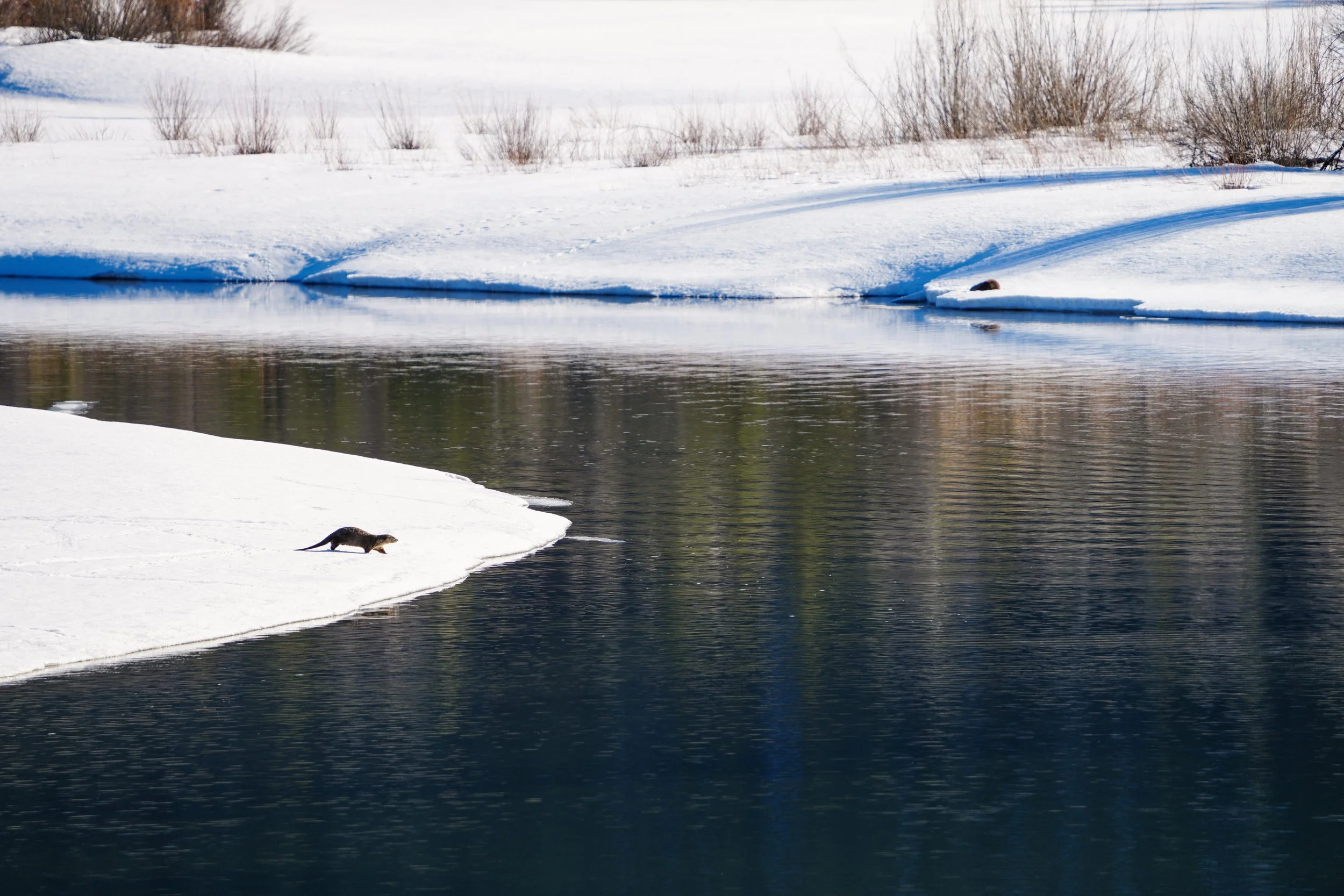 otters, grand teton national park - winter