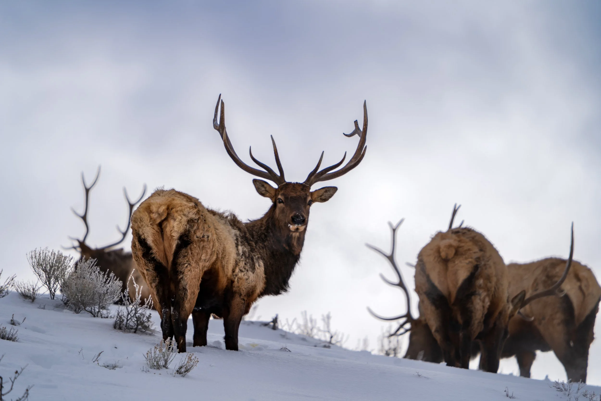 Elk, Grand Teton National Park - Winter