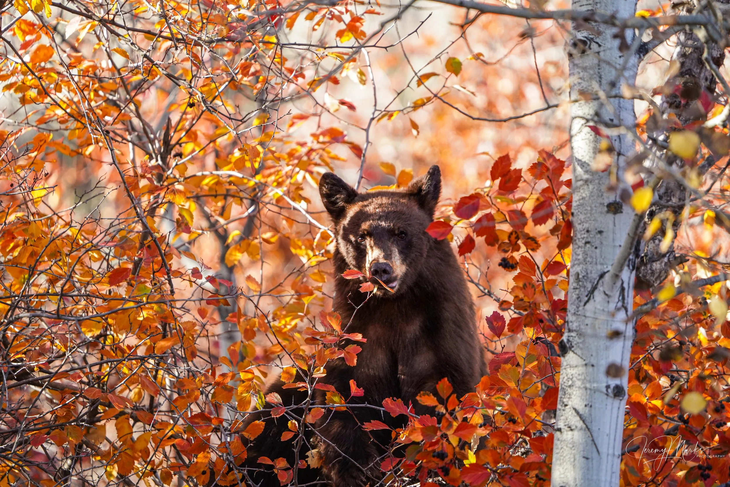 Black bear cub, Grand Teton National Park, Fall Foliage