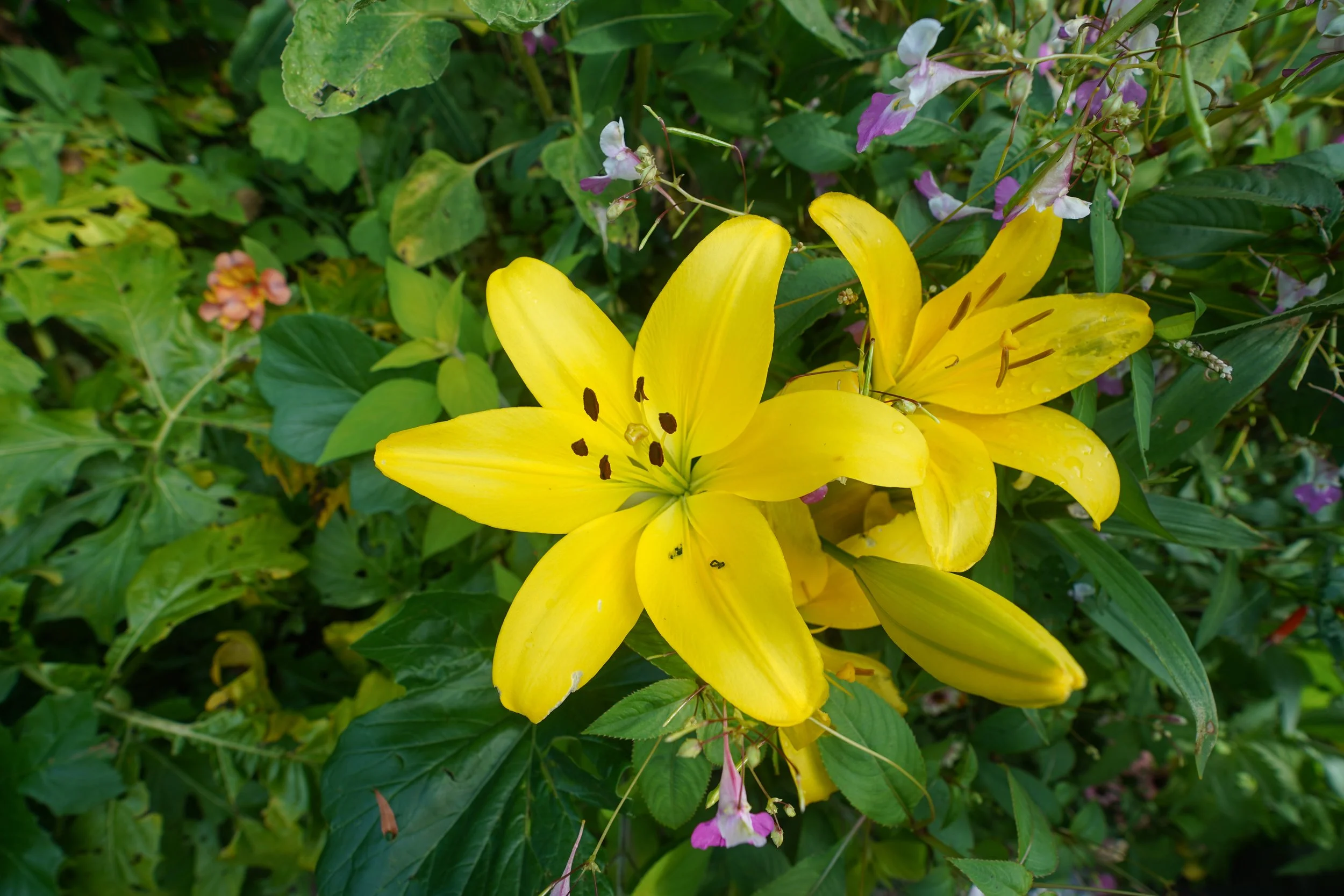 Lily - Monet's Garden, Giverny, France
