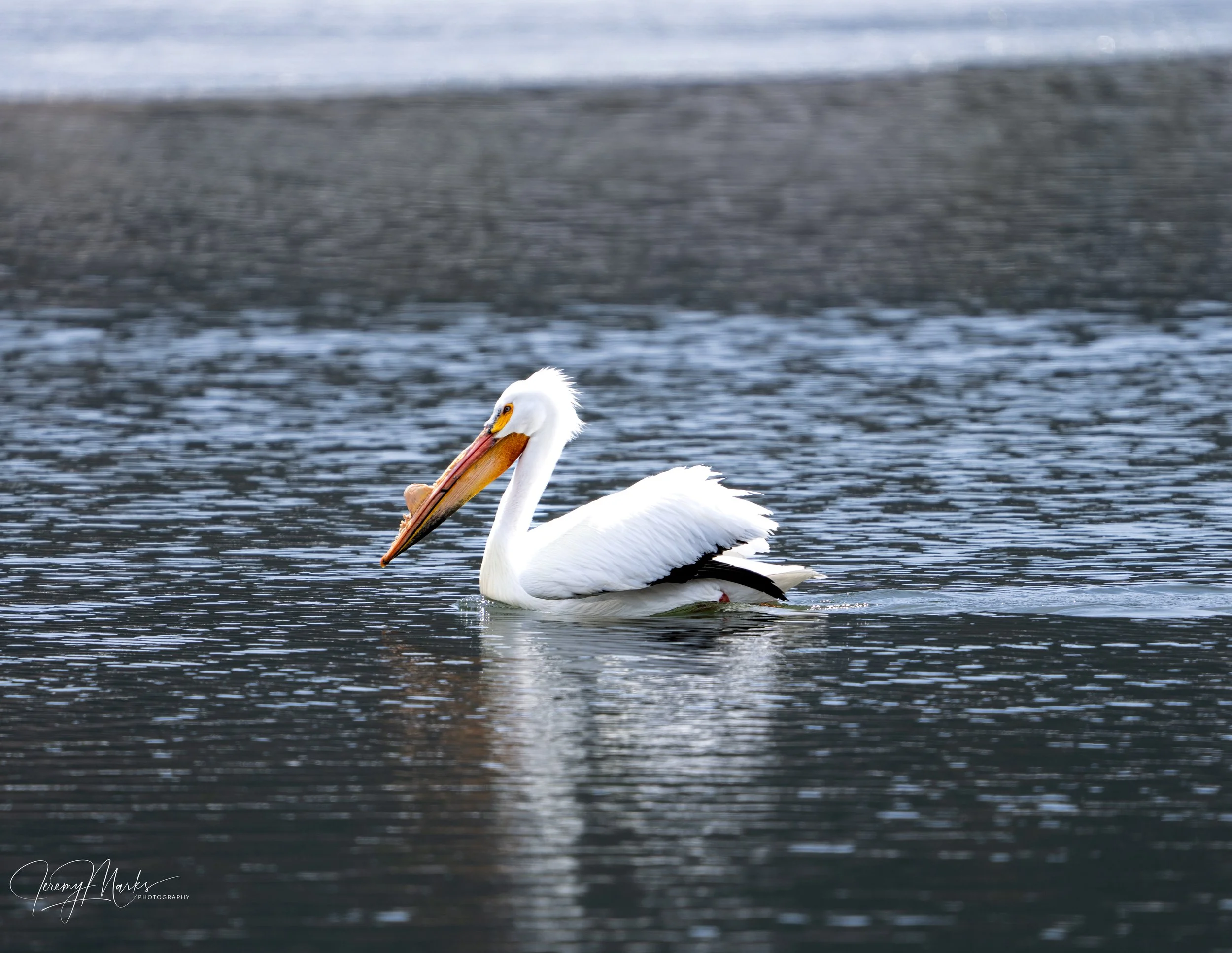 American White Pelican, Grand Teton National Park - Winter