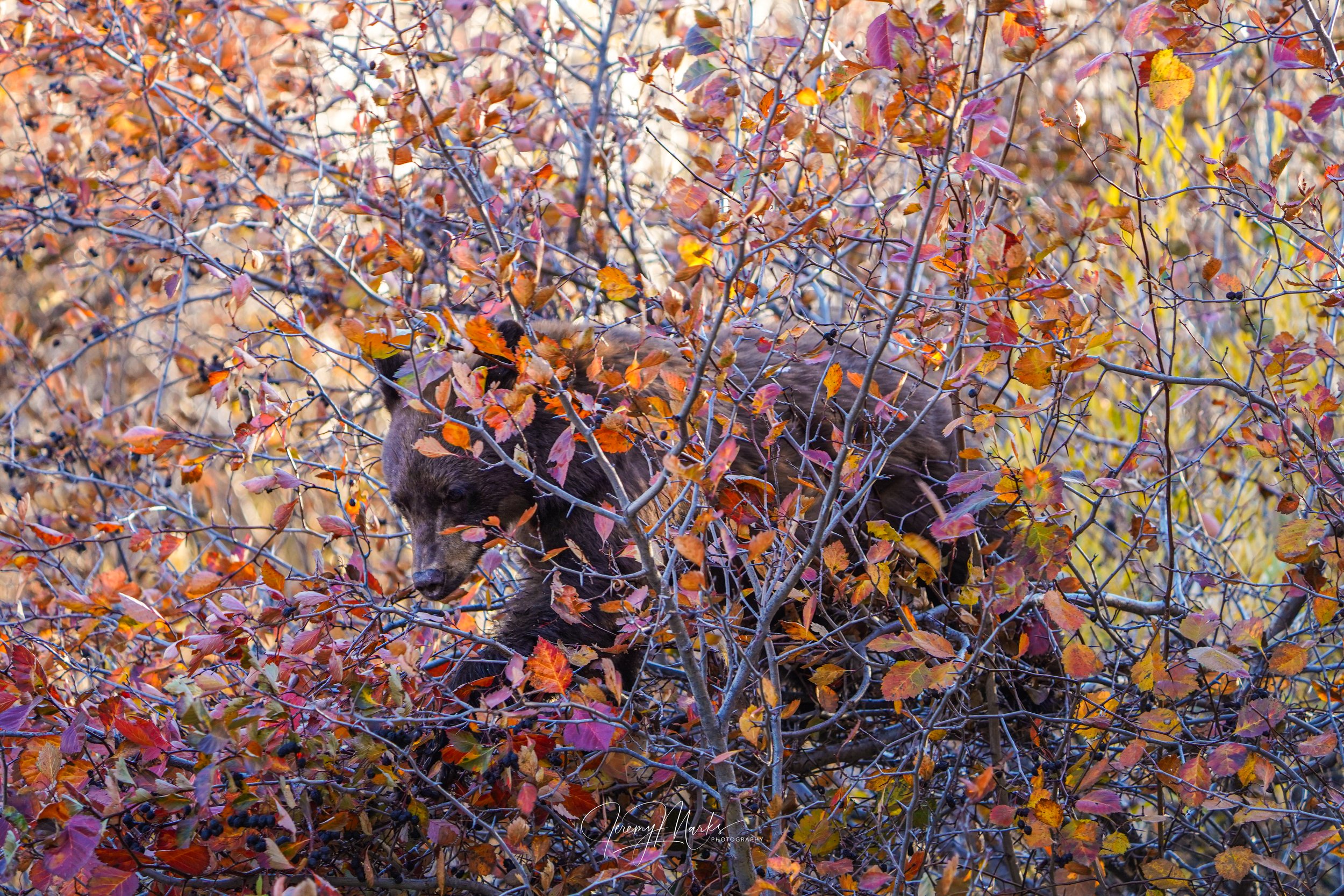Black bear cub, Grand Teton National Park, hiding amongst fall foliage