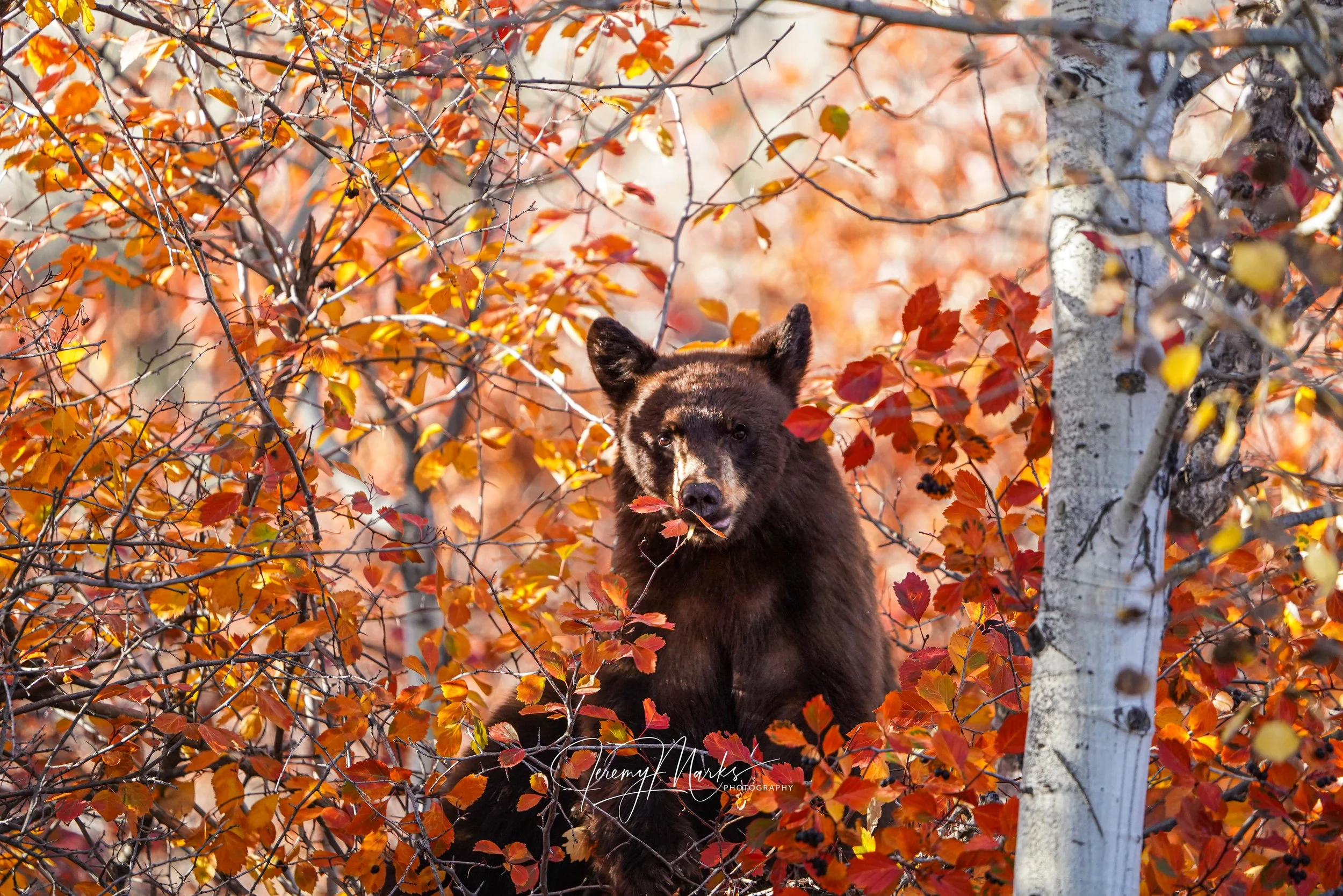 Through the autumn leaves - Grand Teton National Park