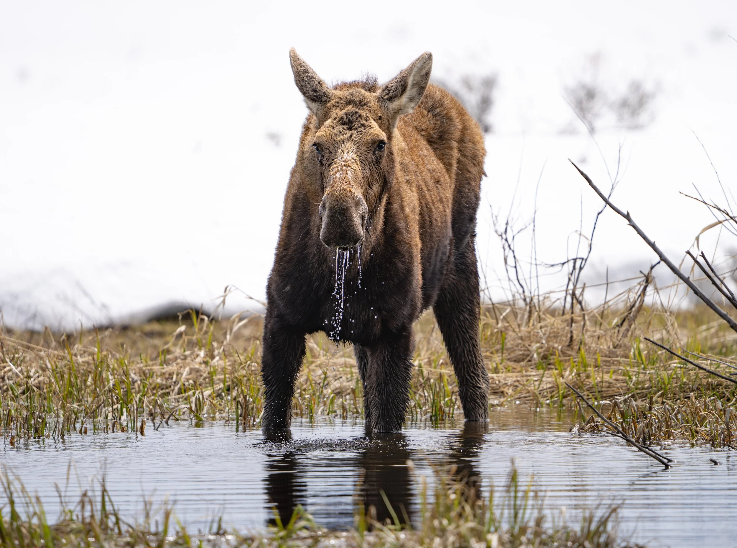 cow moose, grand teton national park - spring
