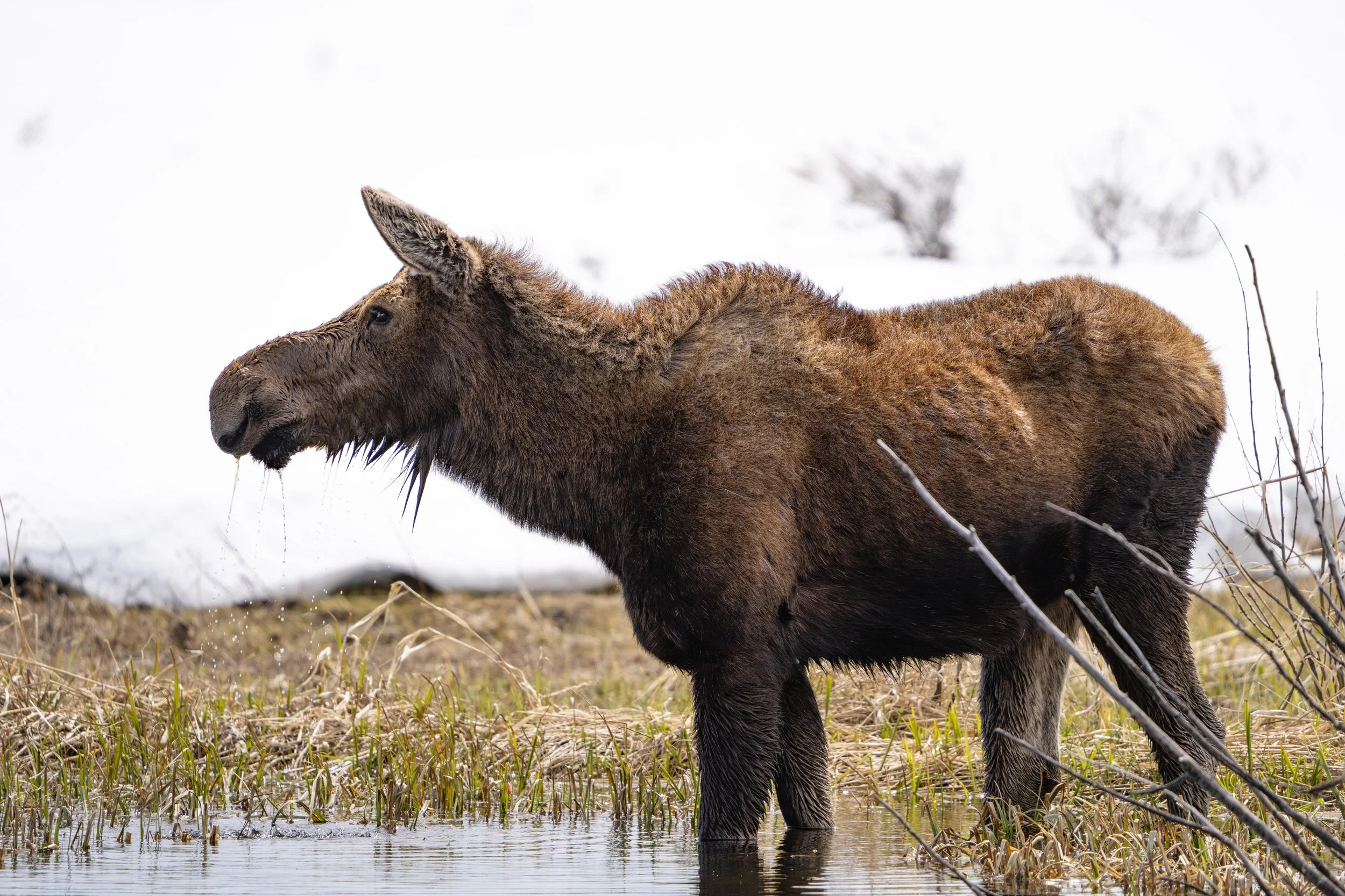 cow moose, grand teton national park - spring