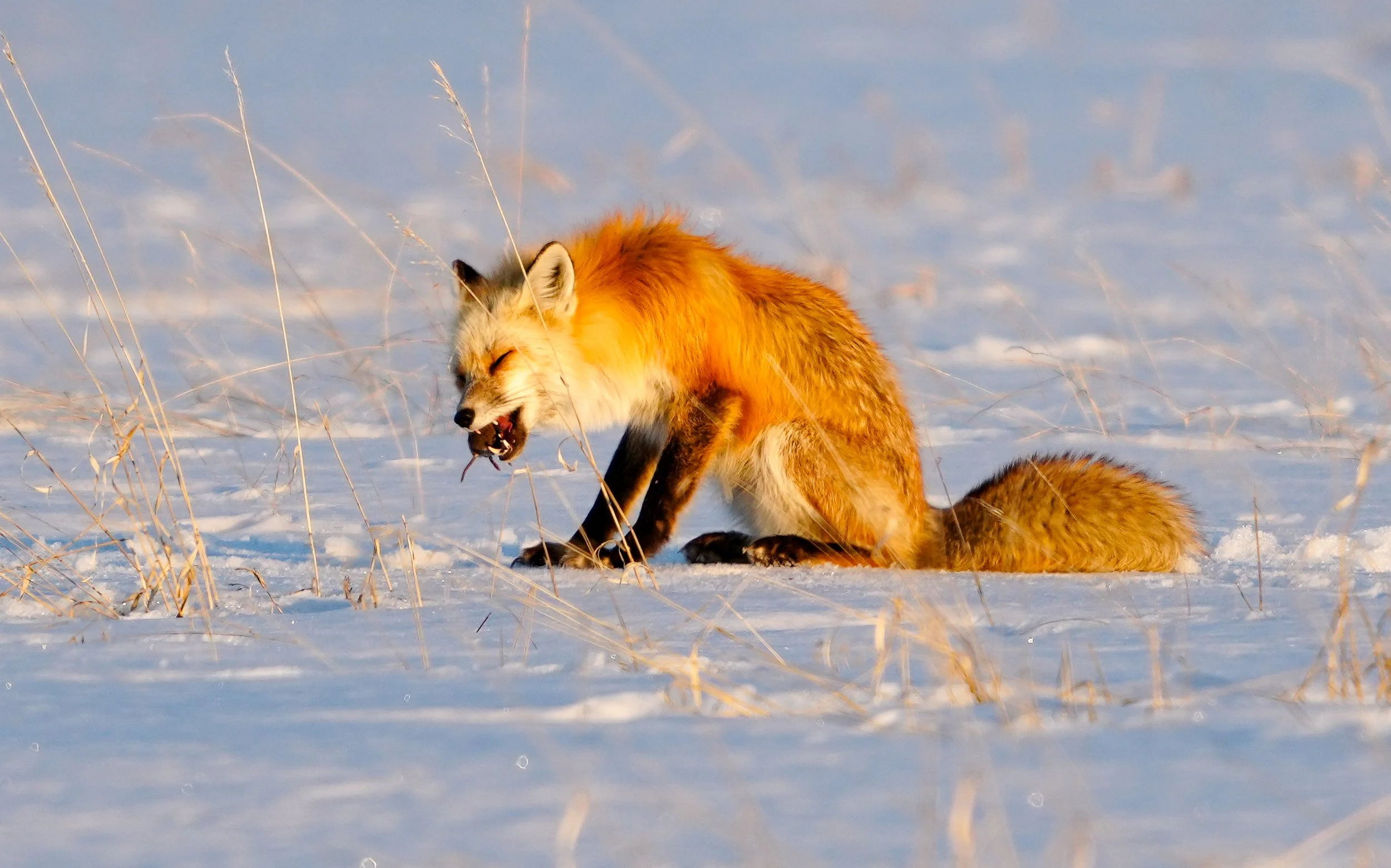 jumping fox, grand teton national park - winter