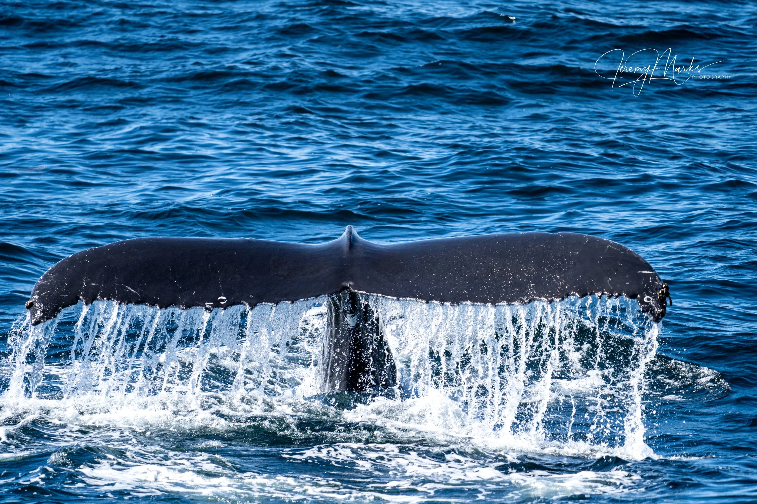 Humpback whale tail - Cape Cod National Seashore
