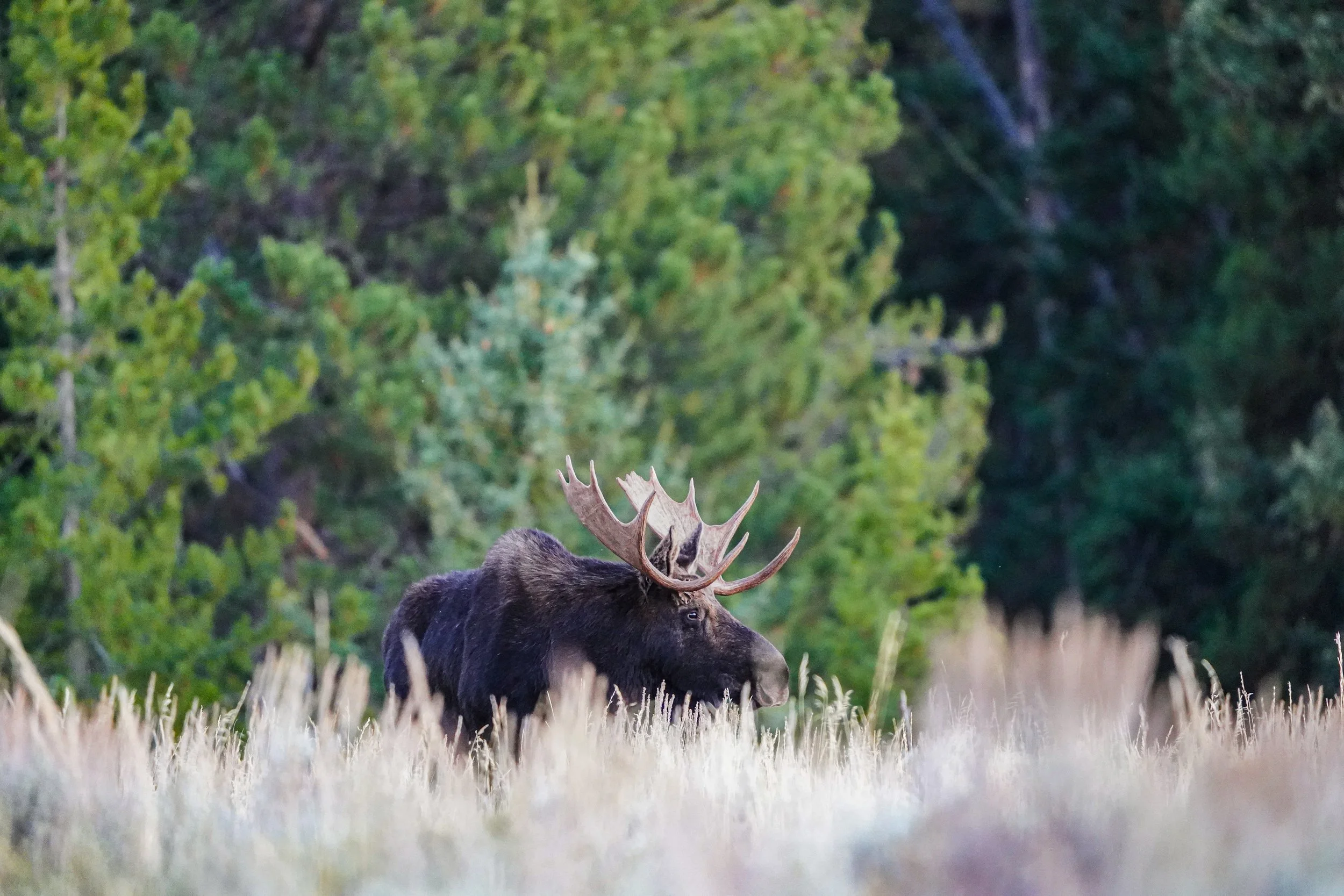 bull moose, grand teton national park - fall