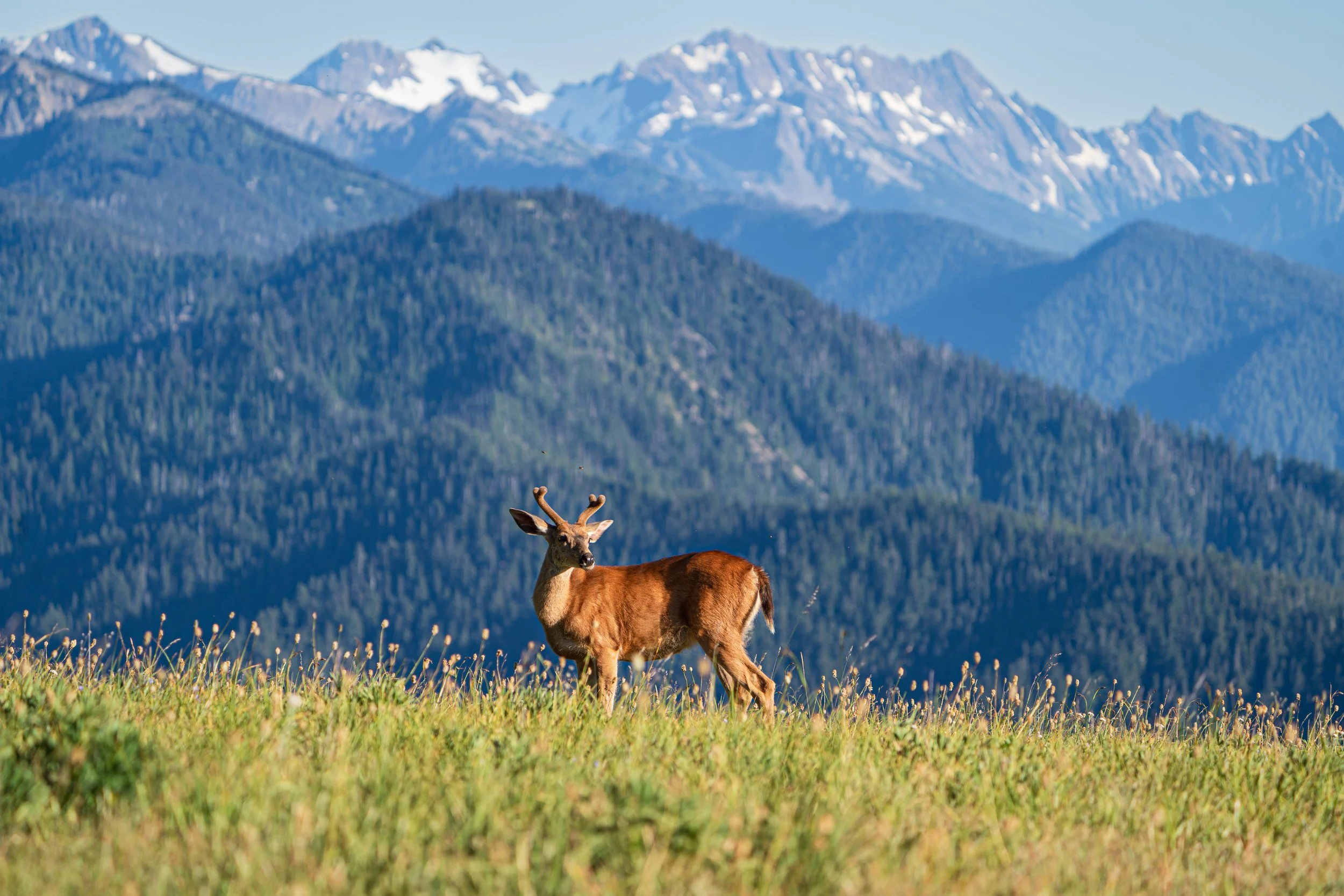 Young mule deer with antlers standing in a mountain meadow beneath snow-capped peaks in a national park landscape under a clear blue sky.