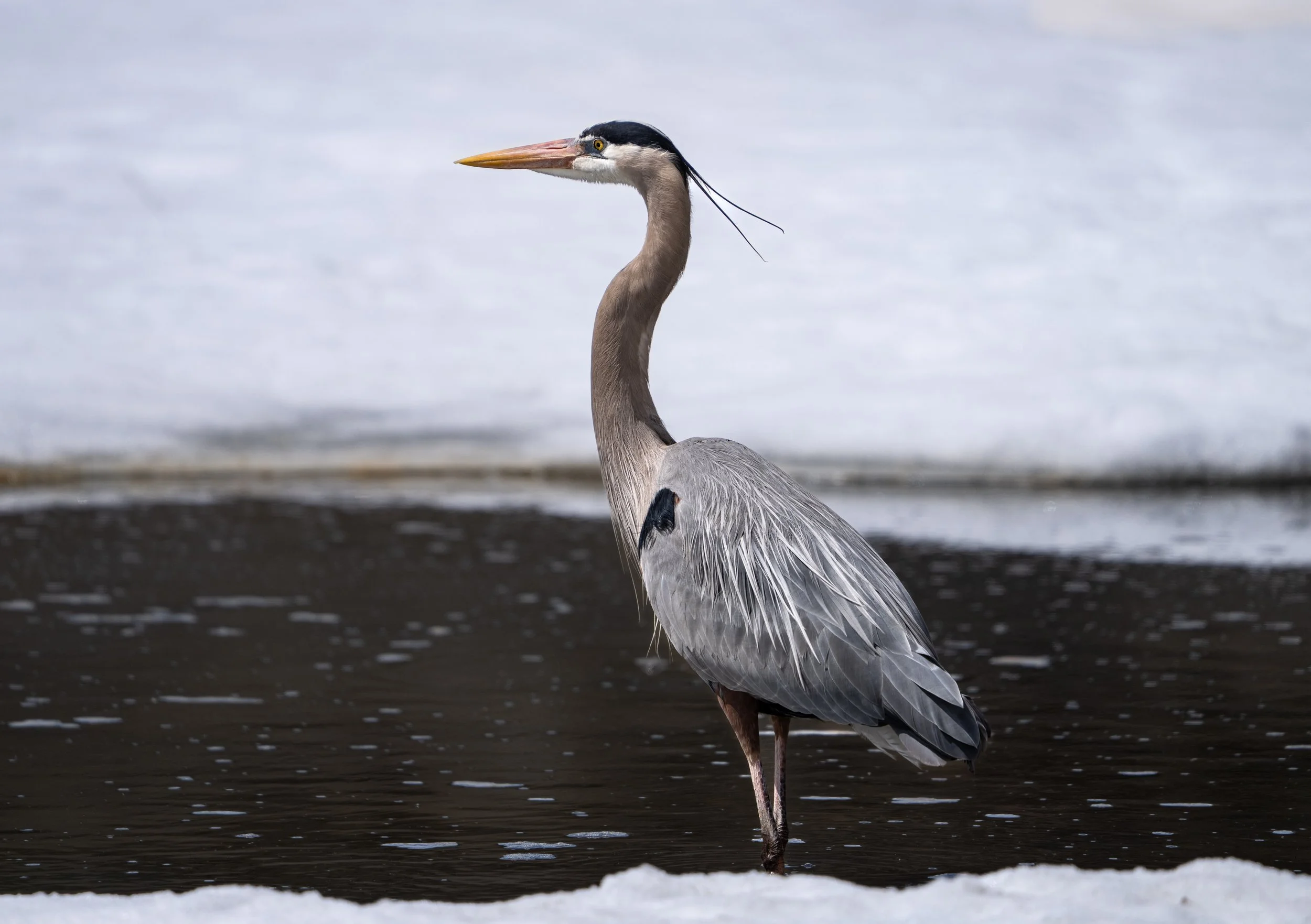 Great Blue Heron, Grand Teton National Park - Spring