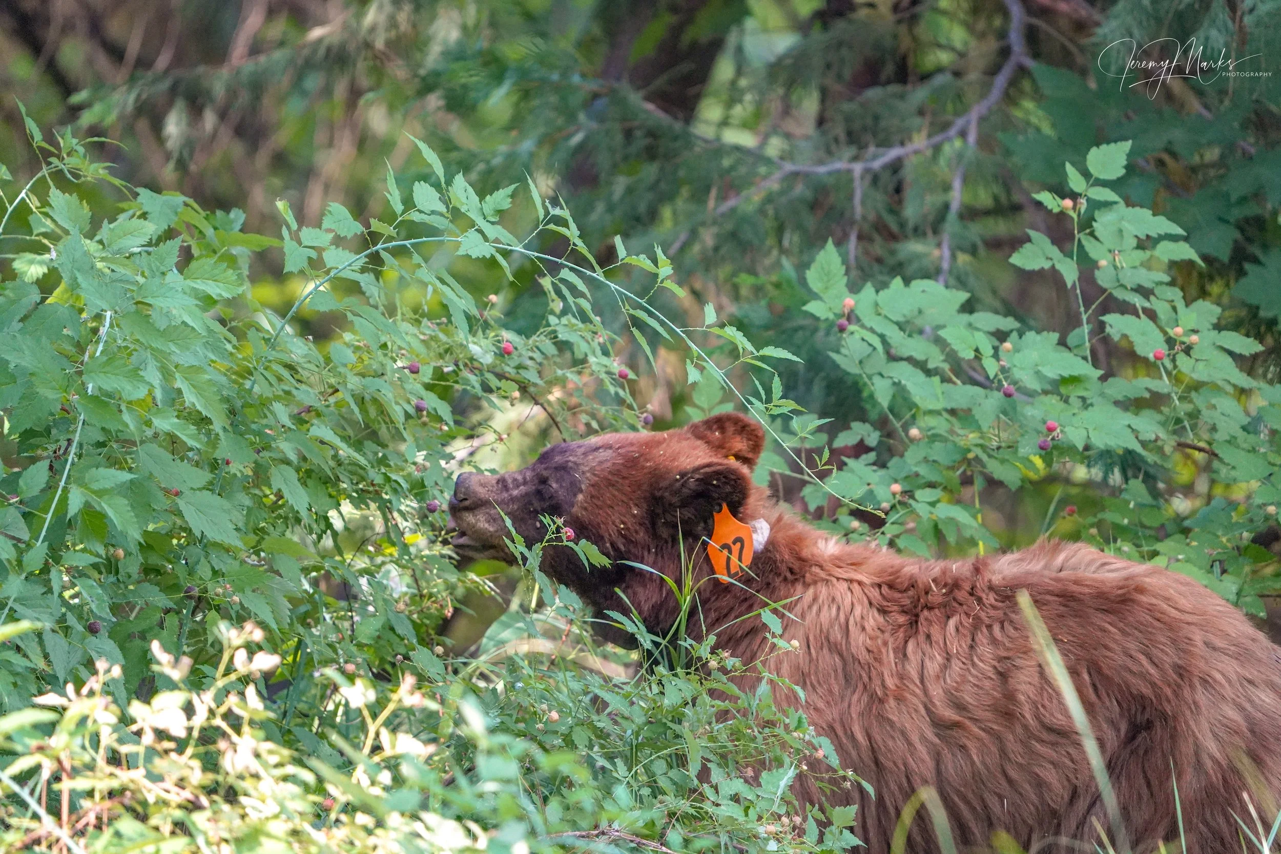 Bear #22, Black Bear - Yosemite National Park - Summer