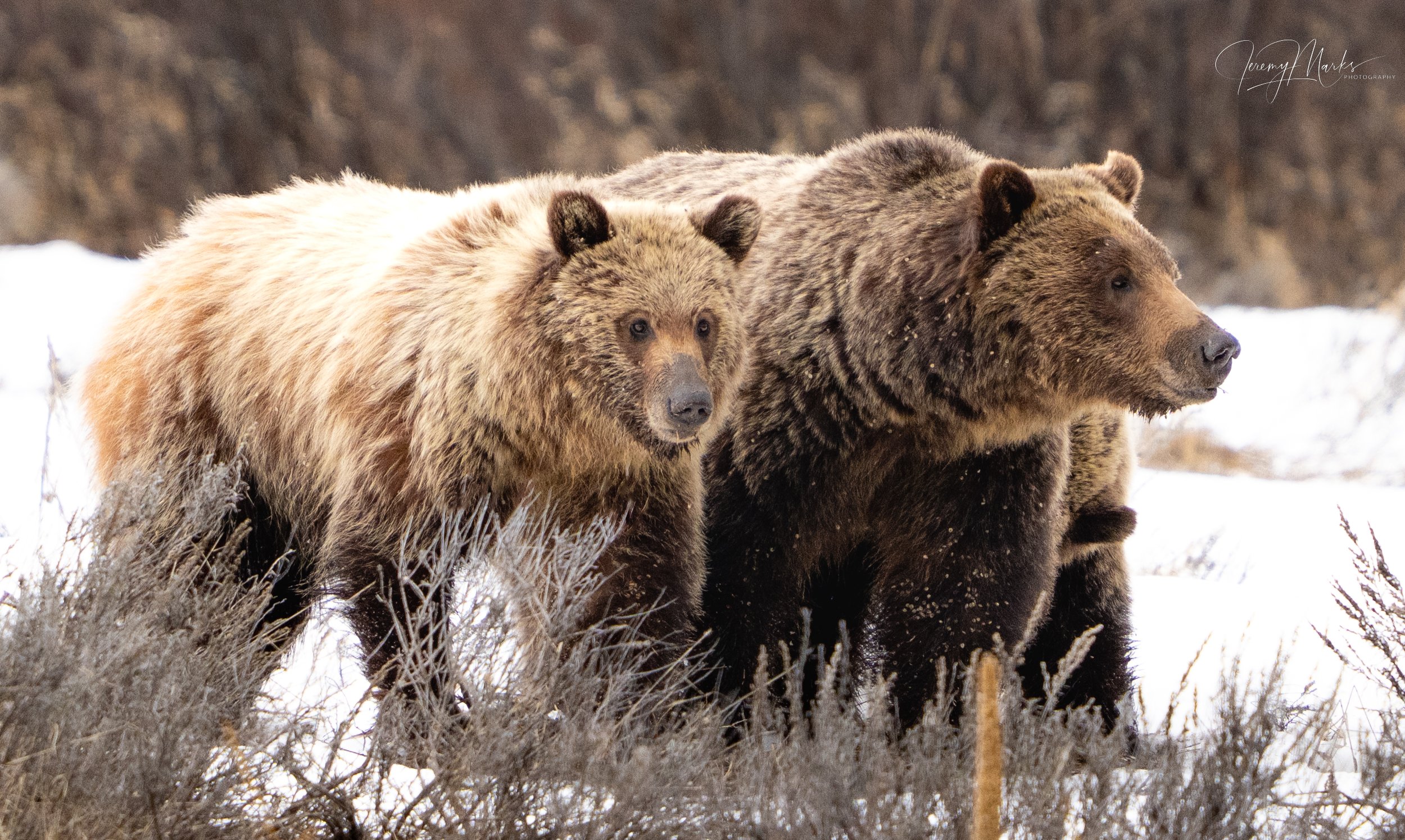 Grizzly Bear 610 and Cub - Grand Teton National Park - Spring