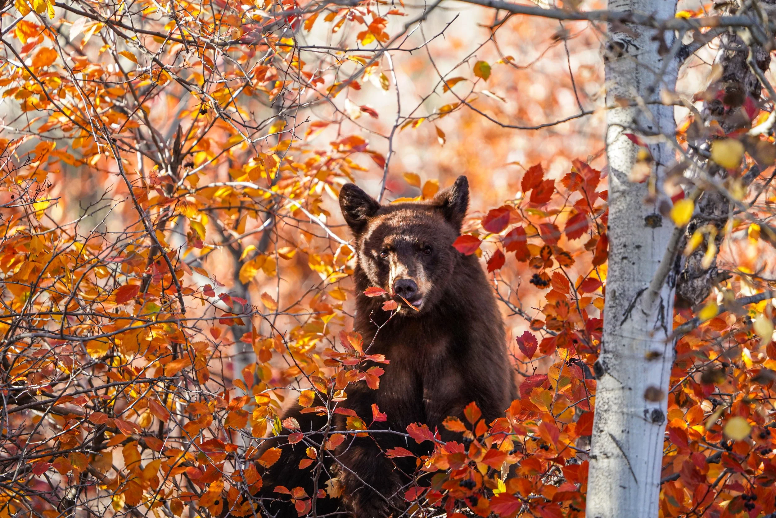 Bears