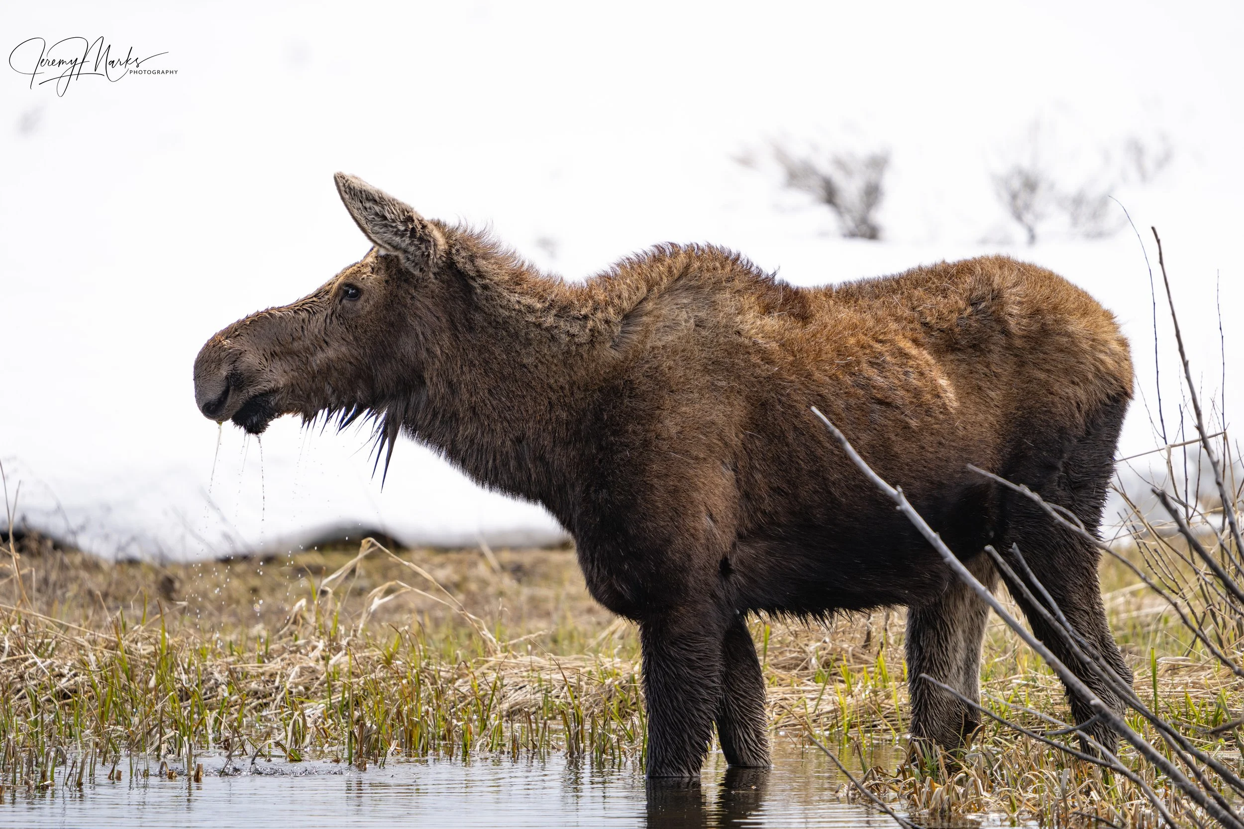 Cow Mosse - Grand Teton National Park - Spring