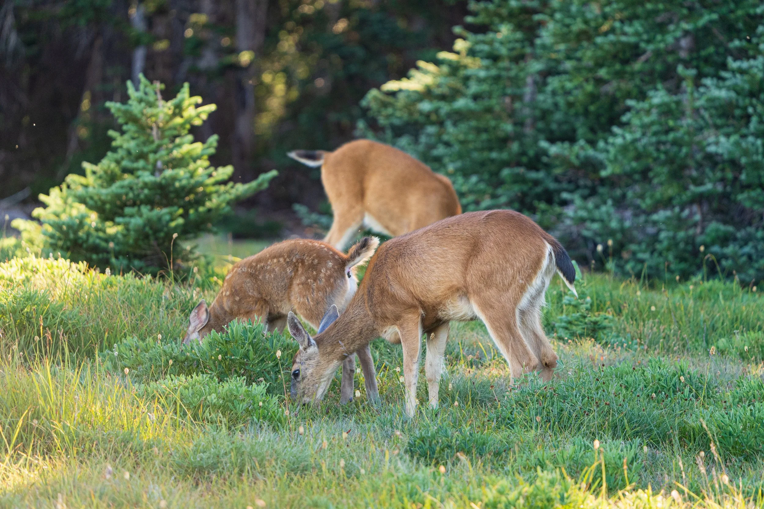 Blacktail Deer Family, Olympic National Park - Fall