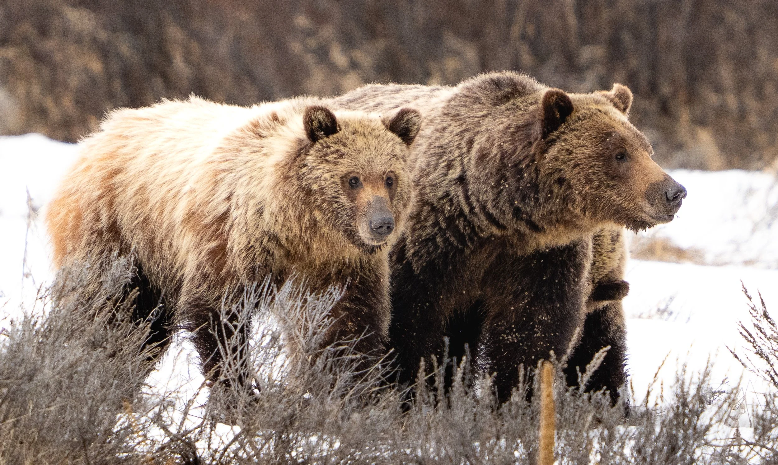 Grizzly Bear 610 and cub - Grand Teton National Park - Spring