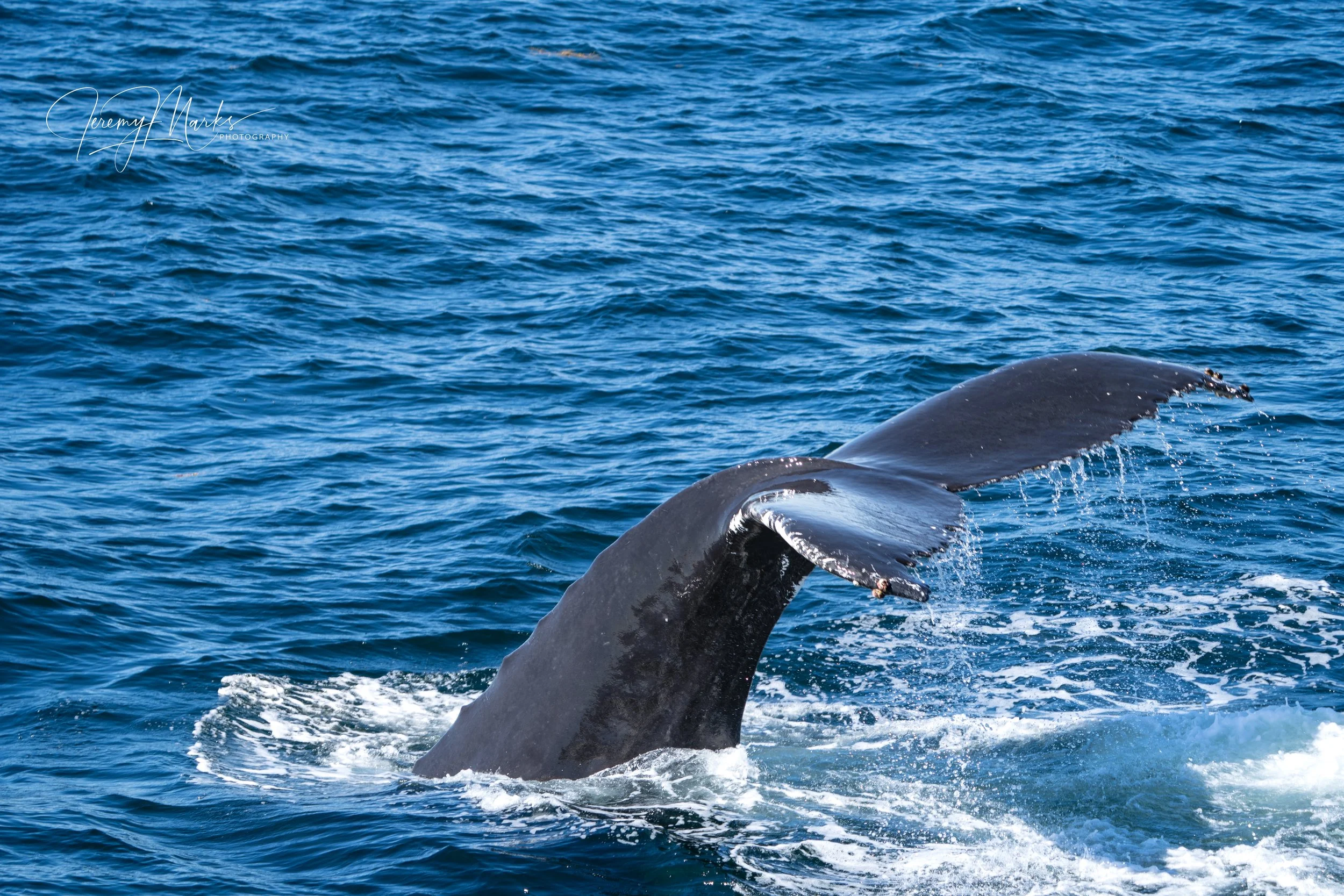 Humpback whale tail - Cape Cod National Seashore