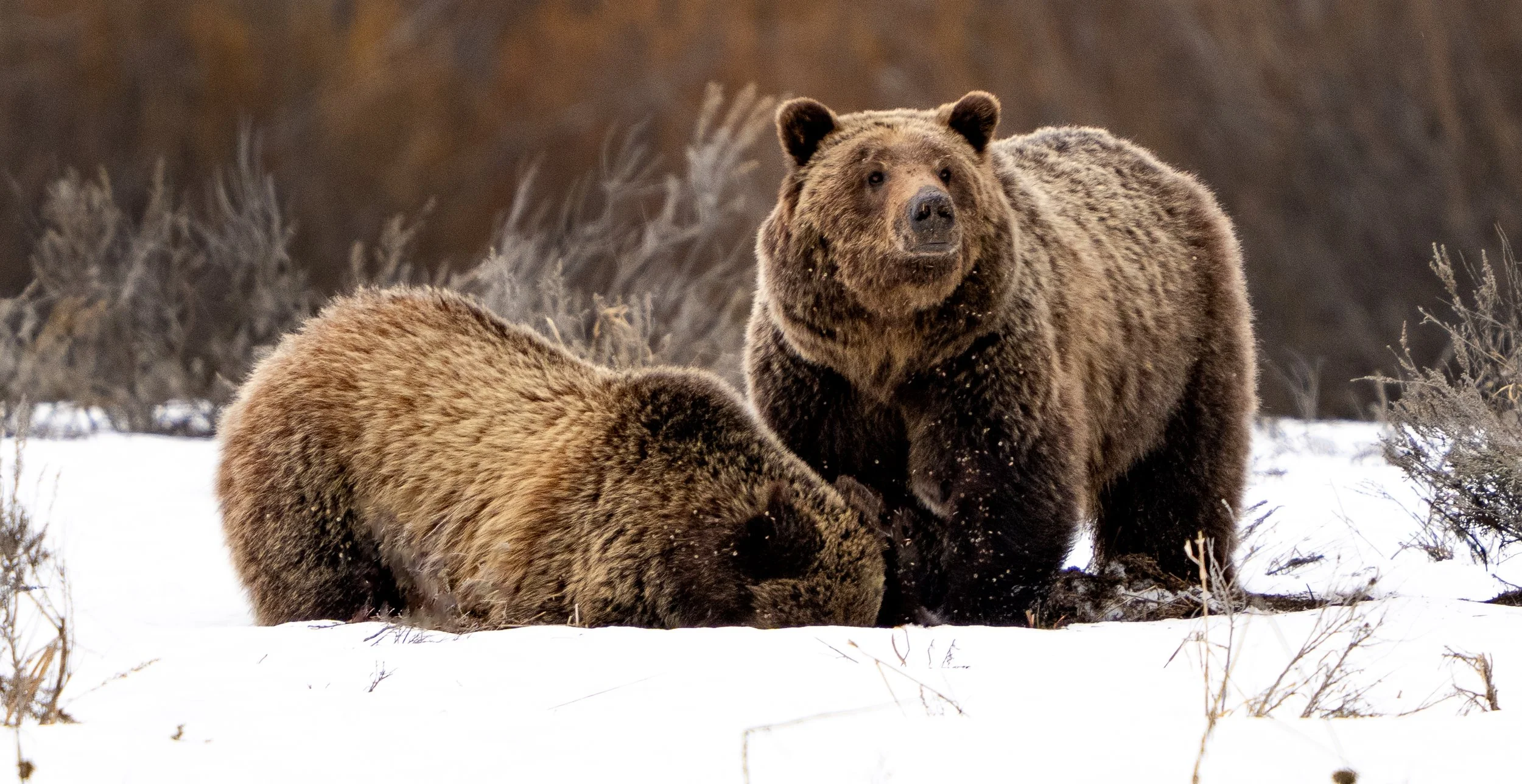 Grizzly Bear 610 and cub - Grand Teton National Park - Spring