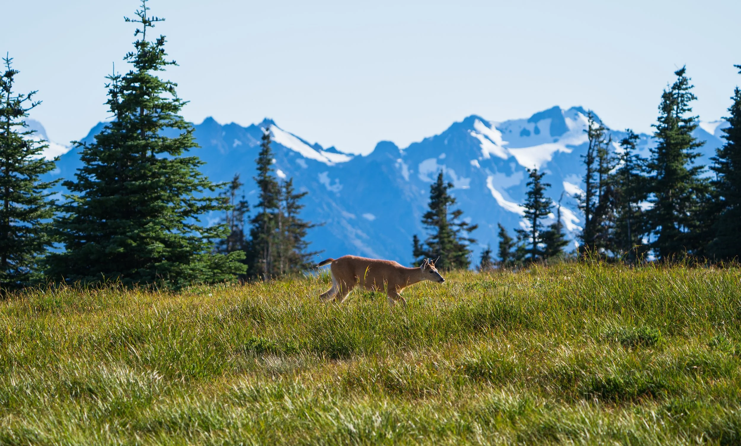 Doe blacktail deer, Olympic National Park - Fall