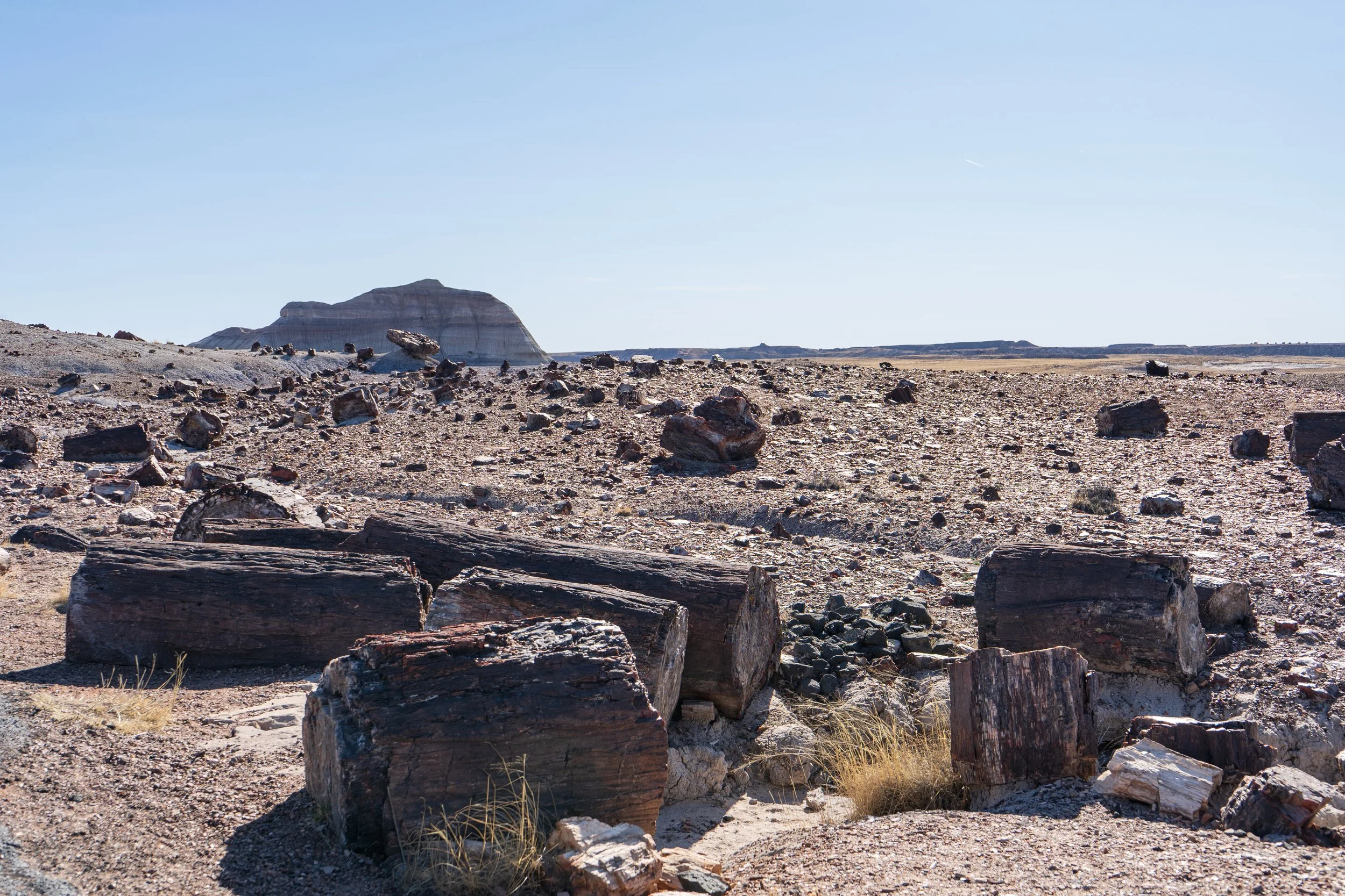 Petrified Forest National Park
