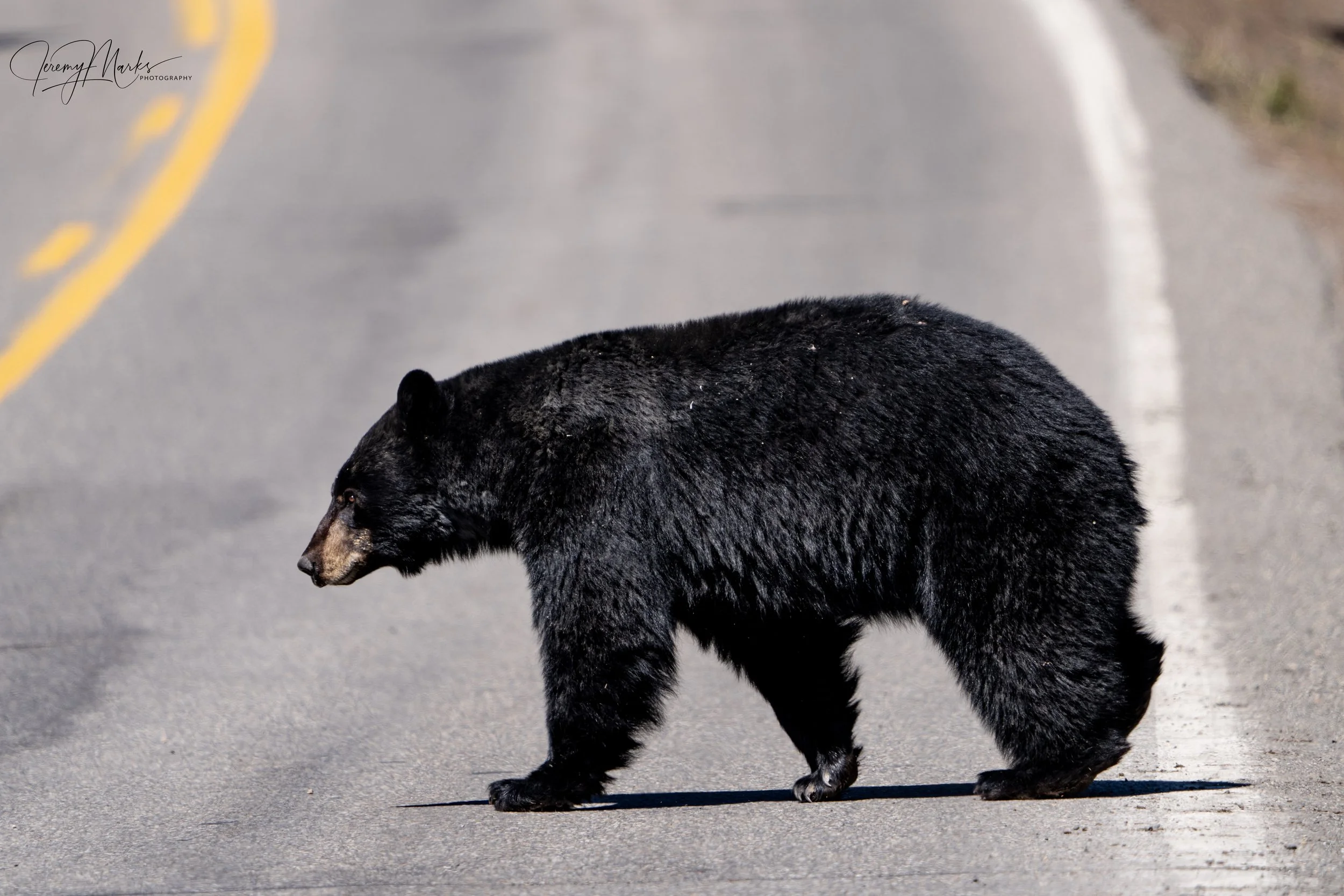 Black Bear - Yellowstone National Park - Fall