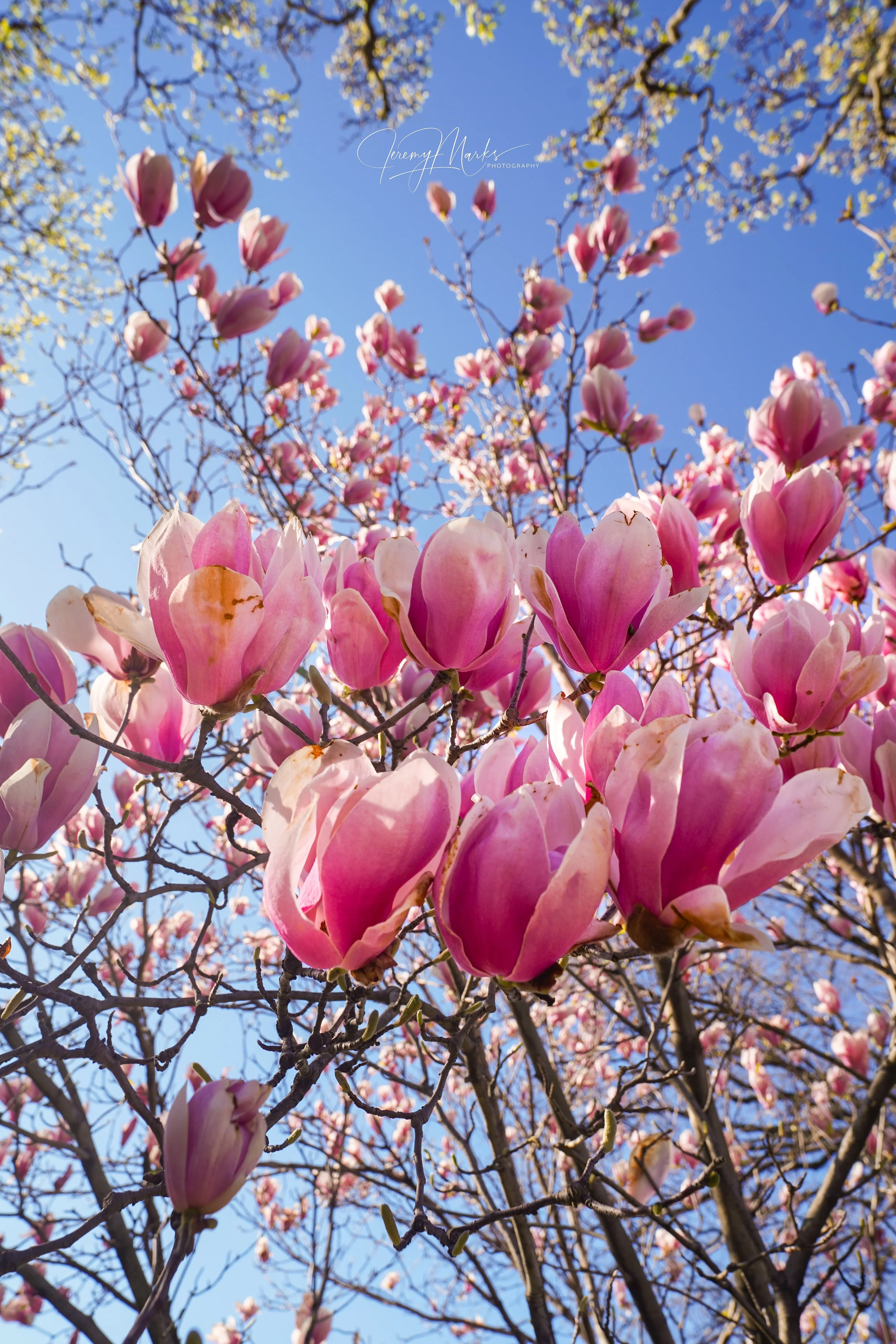 Cherry Blossoms - Washington DC