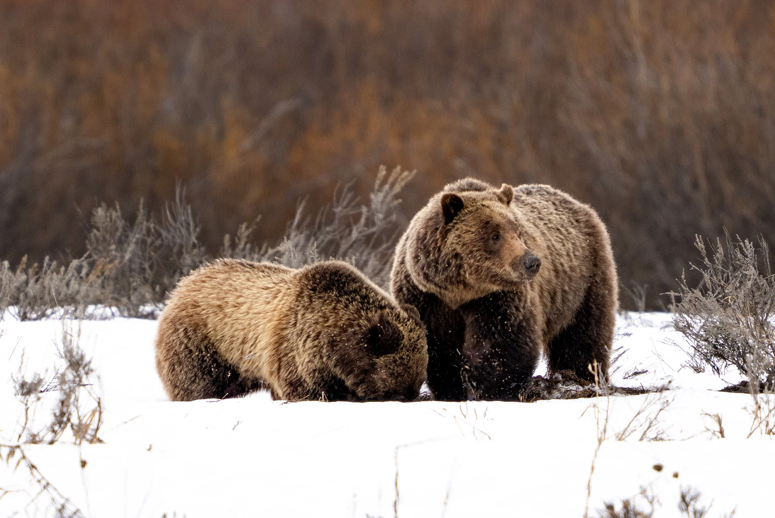 Grizzly Bear 610 and cub - Grand Teton National Park - Spring