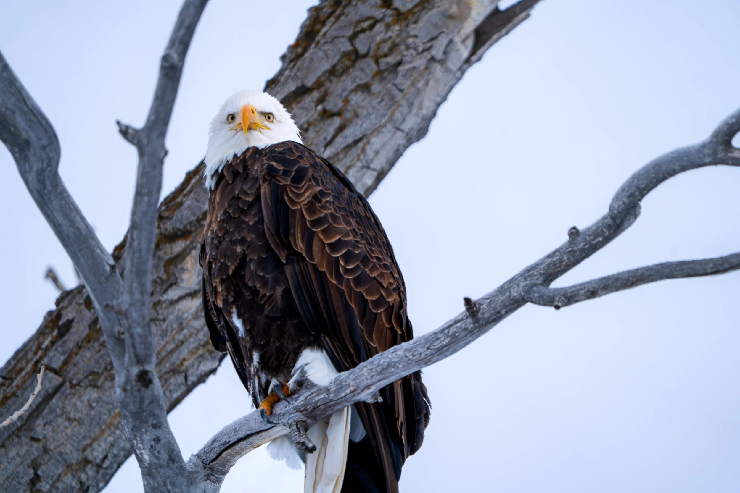 Bald Eagle - Grand Teton National Park, Winter