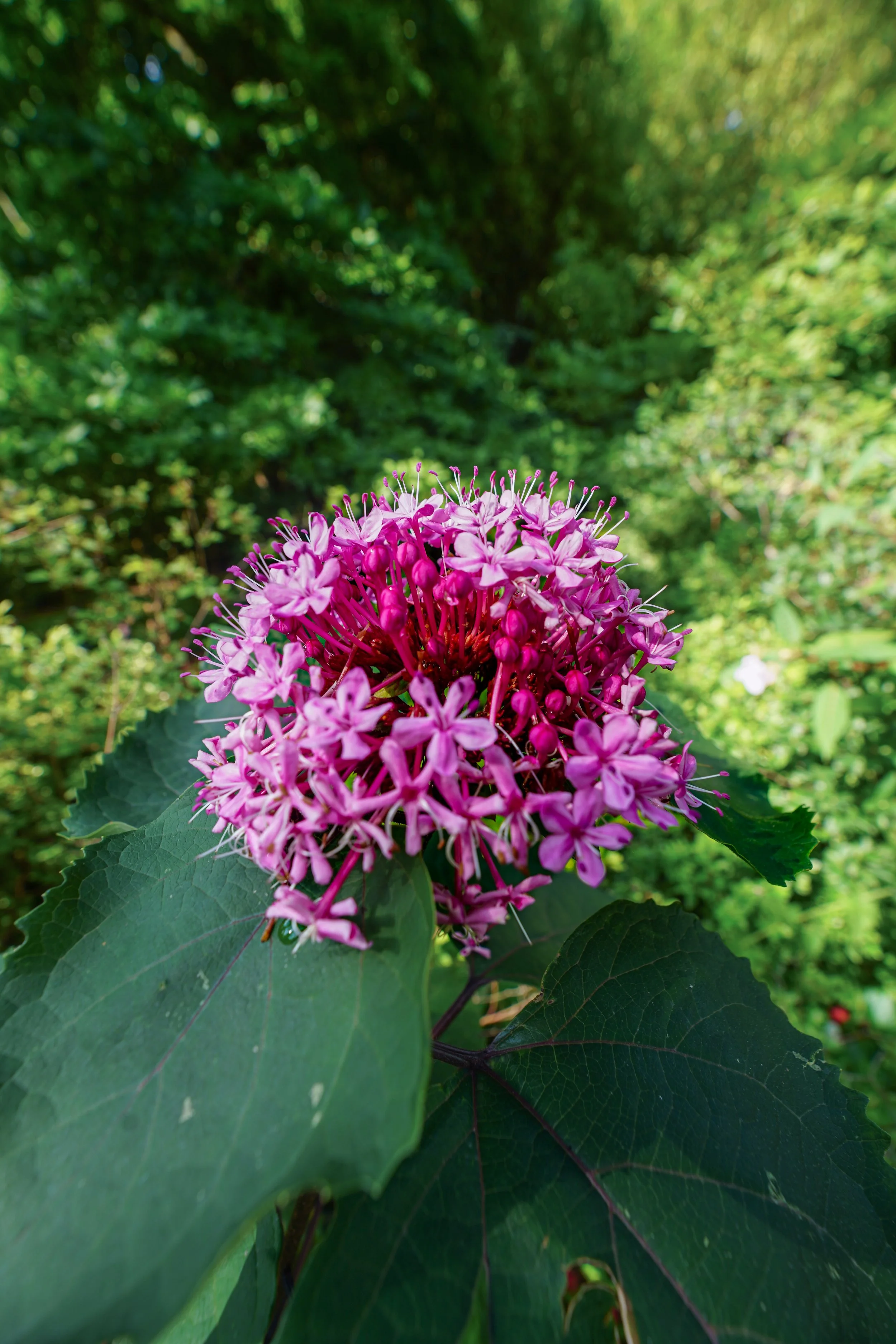 Pink Clerodendrum - Monet's Garden, Giverny, France