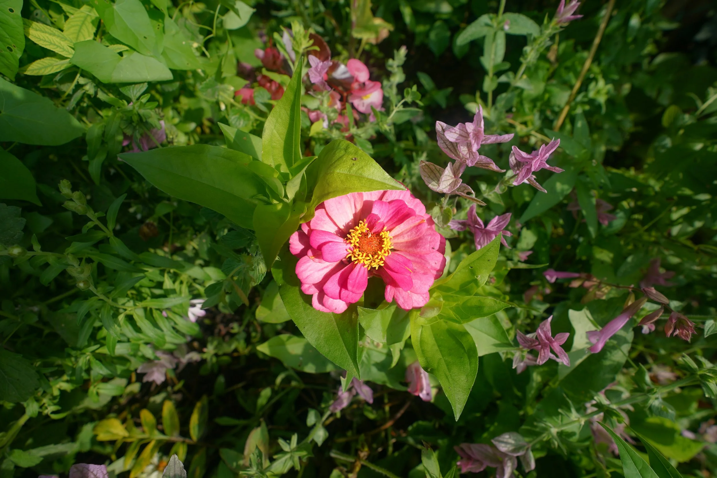 Zinnia - Monet's Garden, Giverny, France