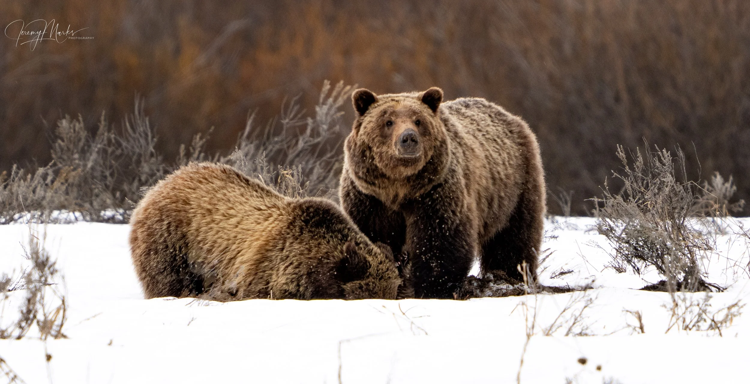 Grizzly Bear 610 and Cub - Grand Teton National Park - Spring