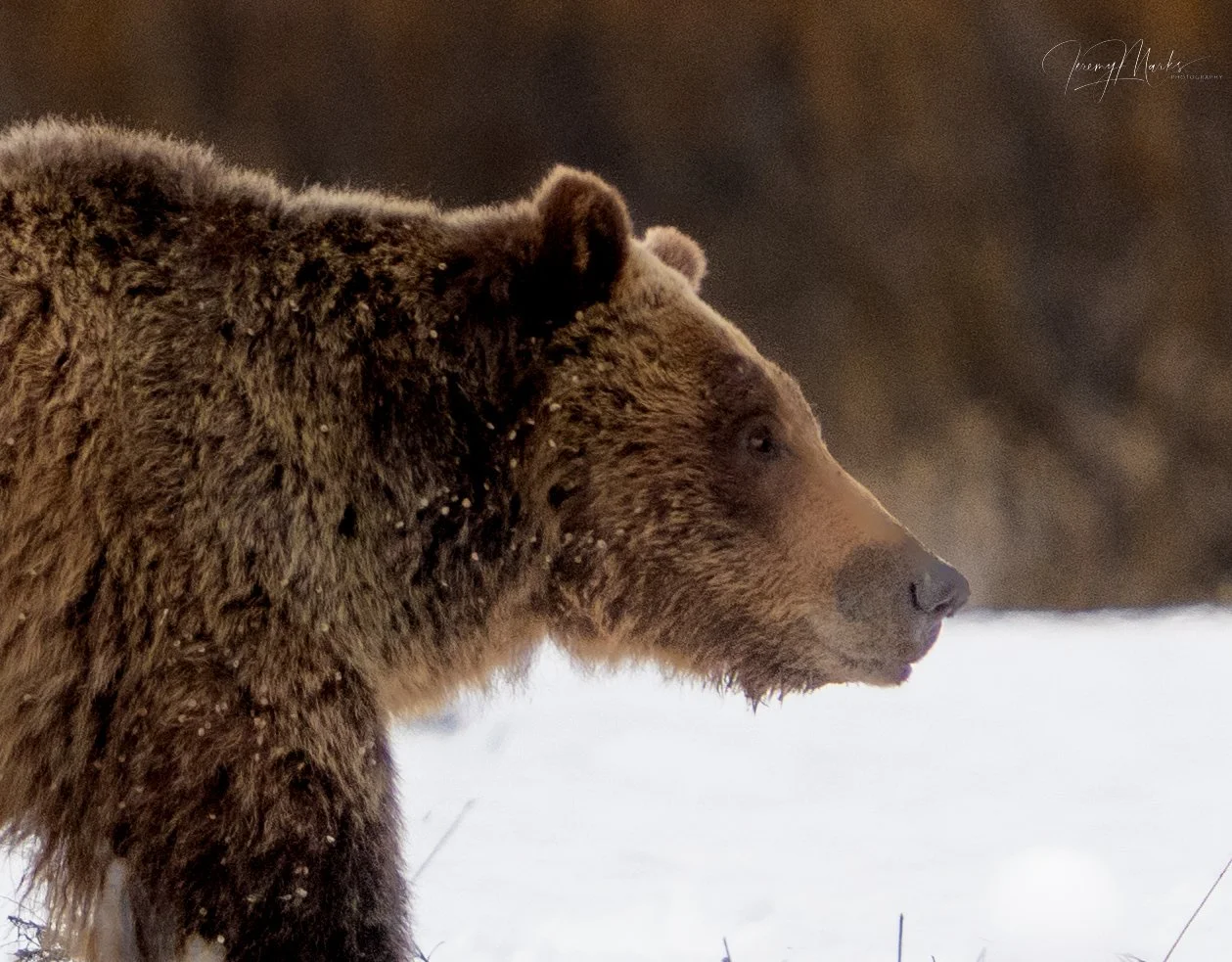 Grizzly Bear 610 - Grand Teton National Park - Spring