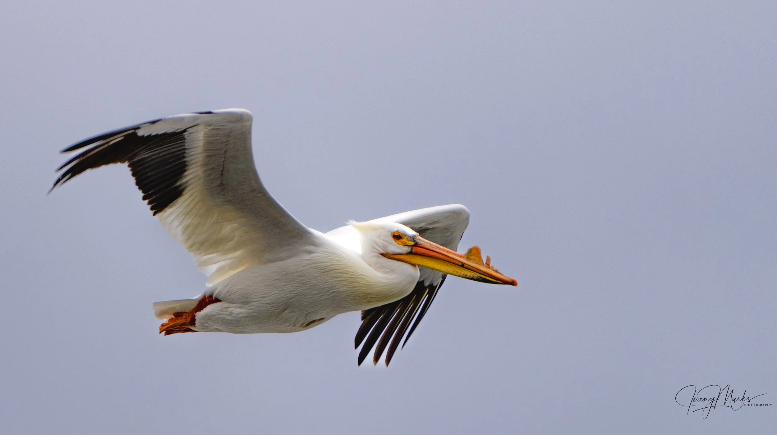 American White Pelican - Grand Teton National Park - Spring