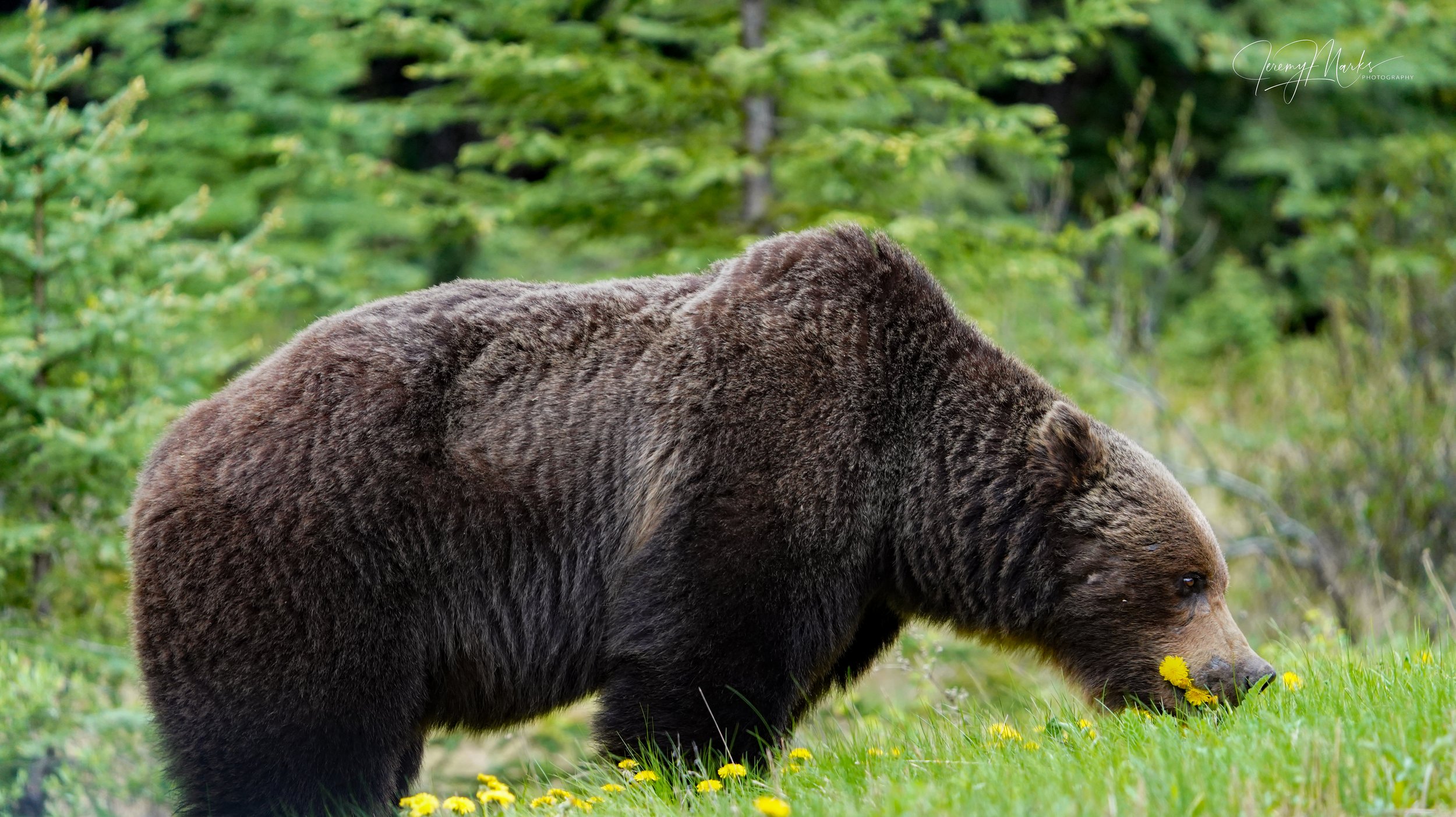 Grizzly Bear, Banff National Park